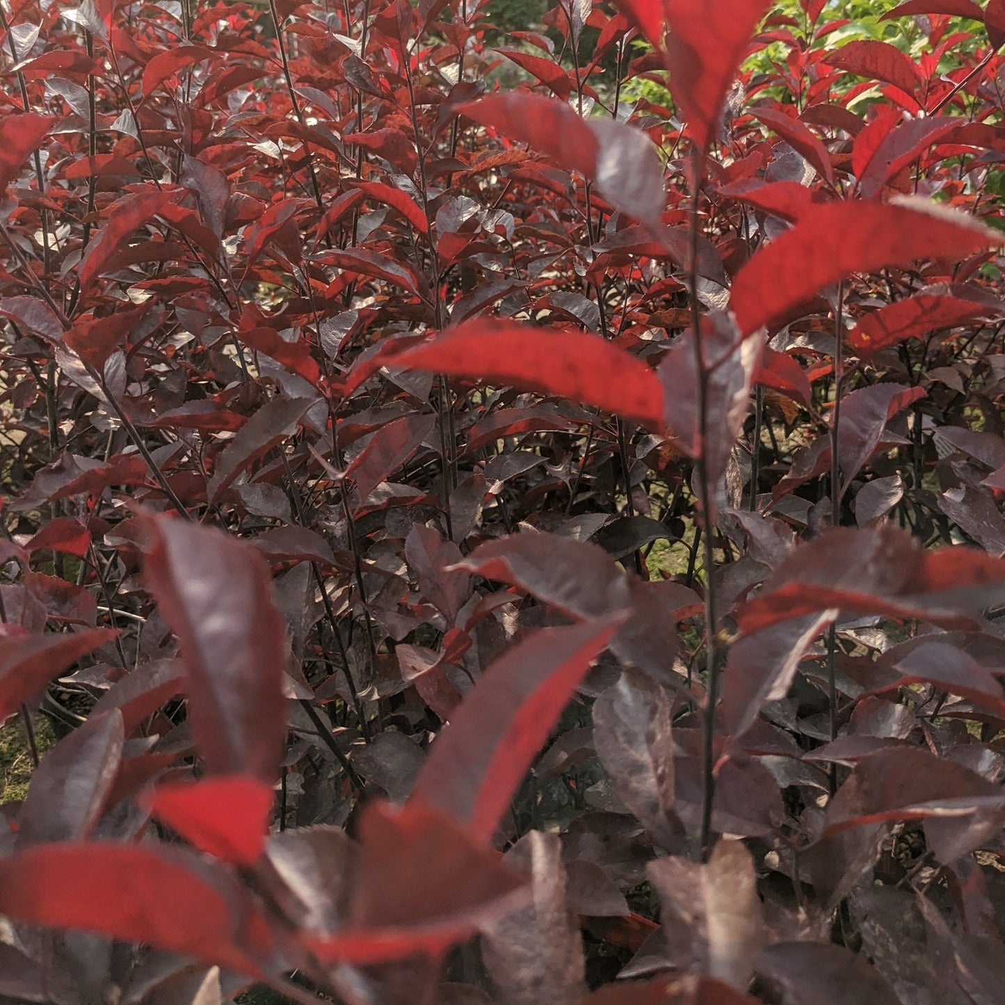 Cistena Purple Plum Bush