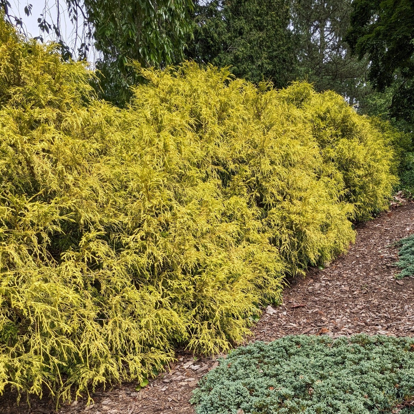 Vintage Gold Falsecypress