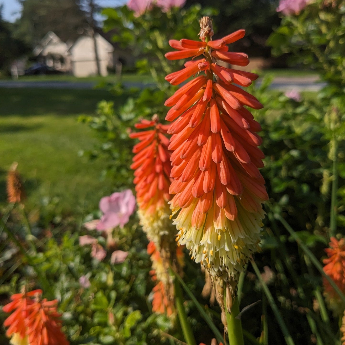 Royal Castle Mix Red Hot Poker