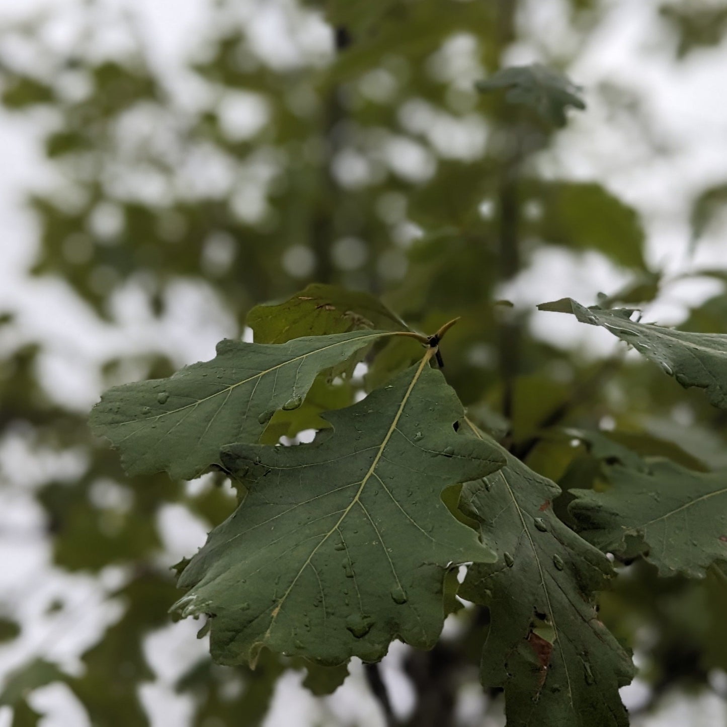 Swamp White Oak