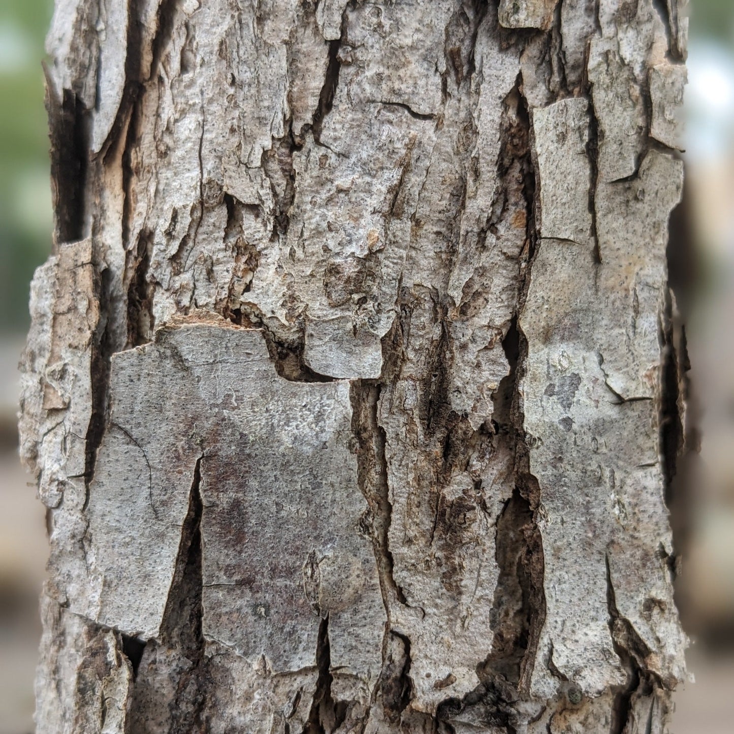 Swamp White Oak