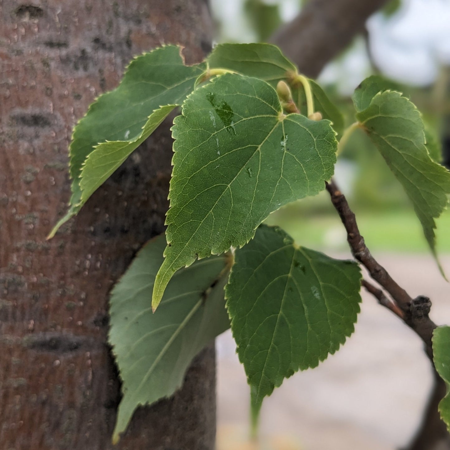 Greenspire Littleleaf Linden