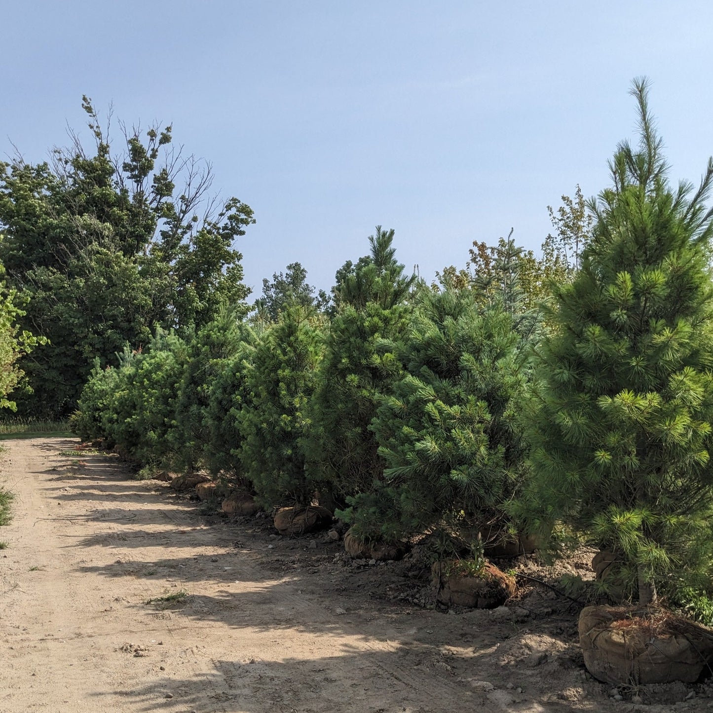 Eastern White Pine