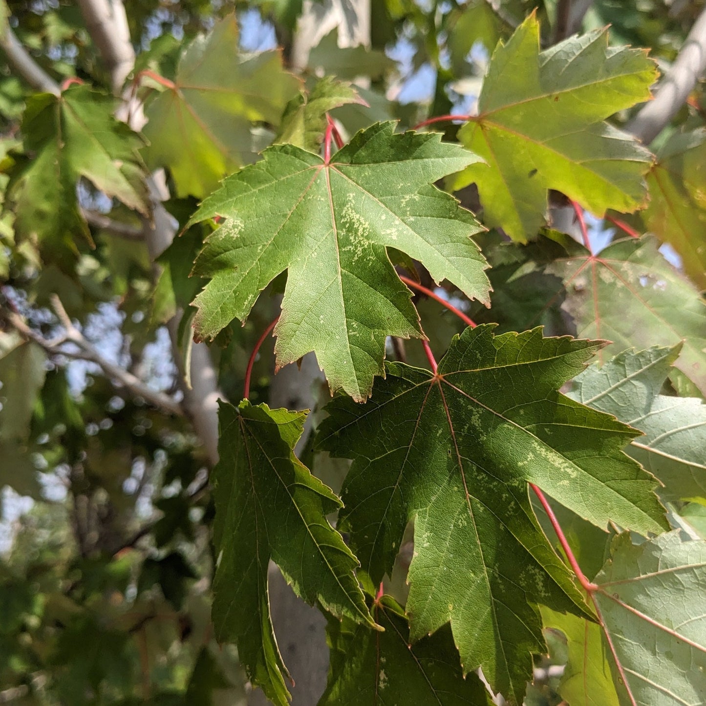 Armstrong Maple