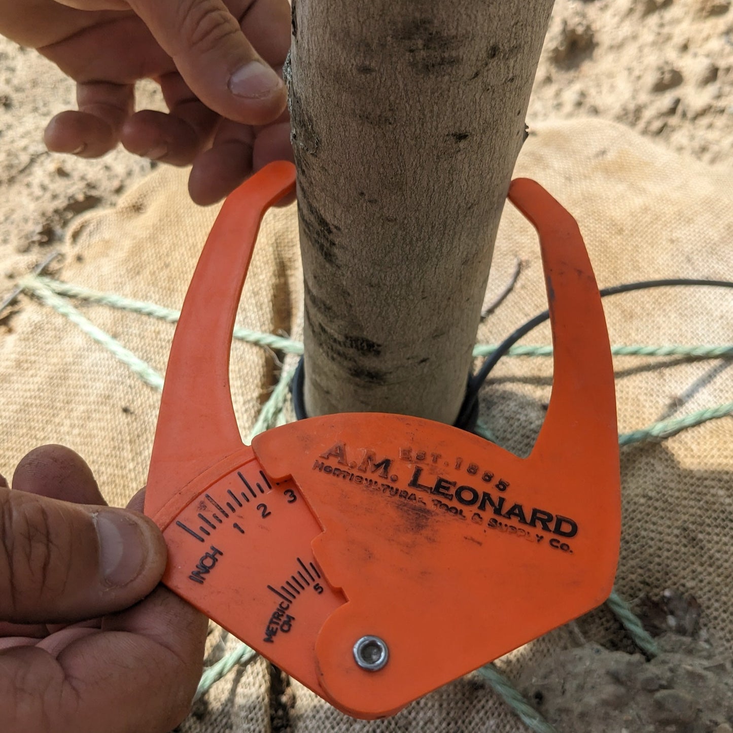 Armstrong Maple