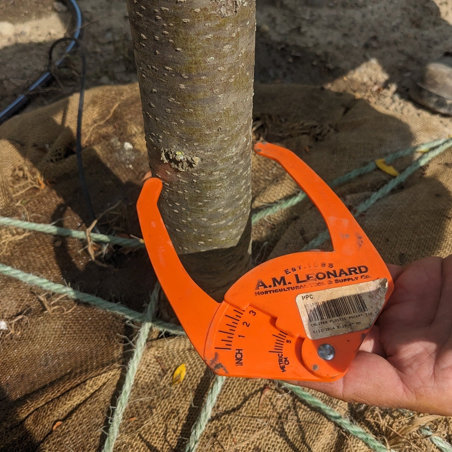 Skyline Honeylocust