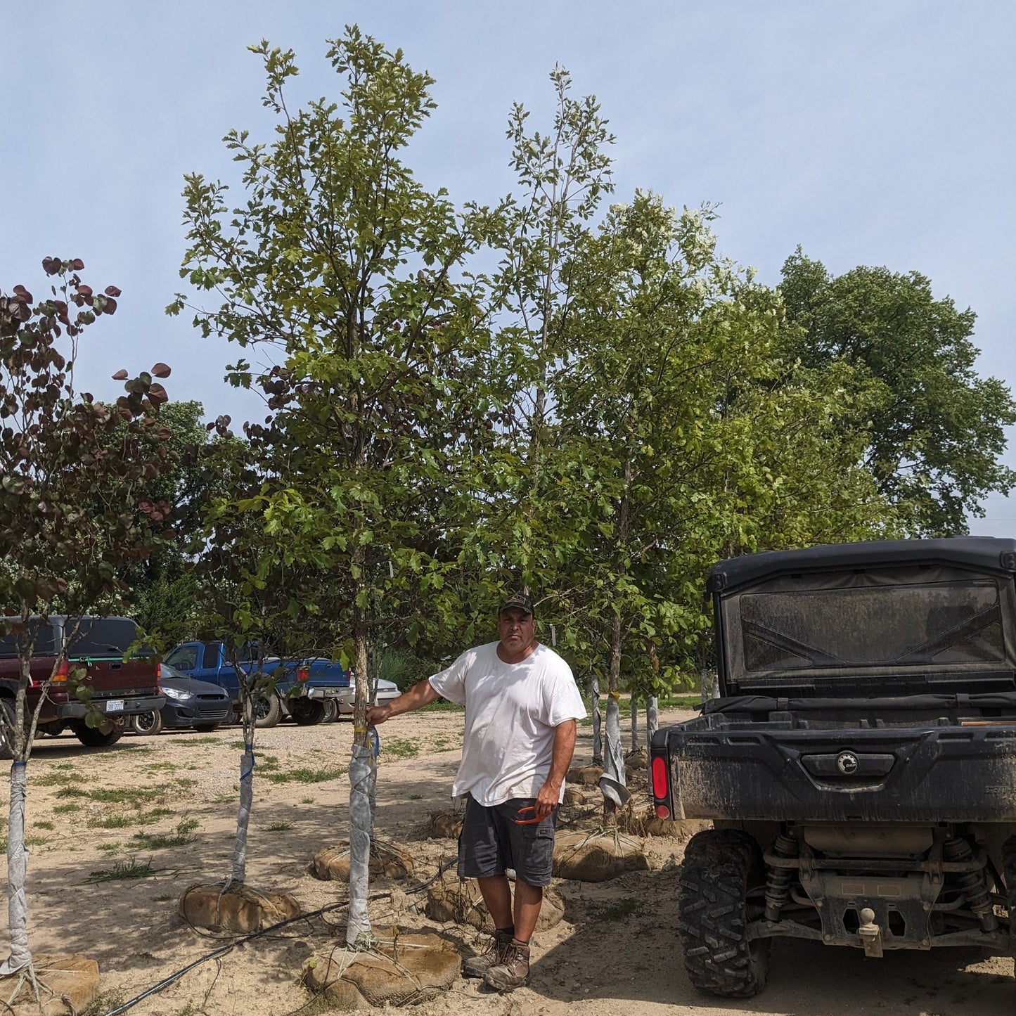 Swamp White Oak