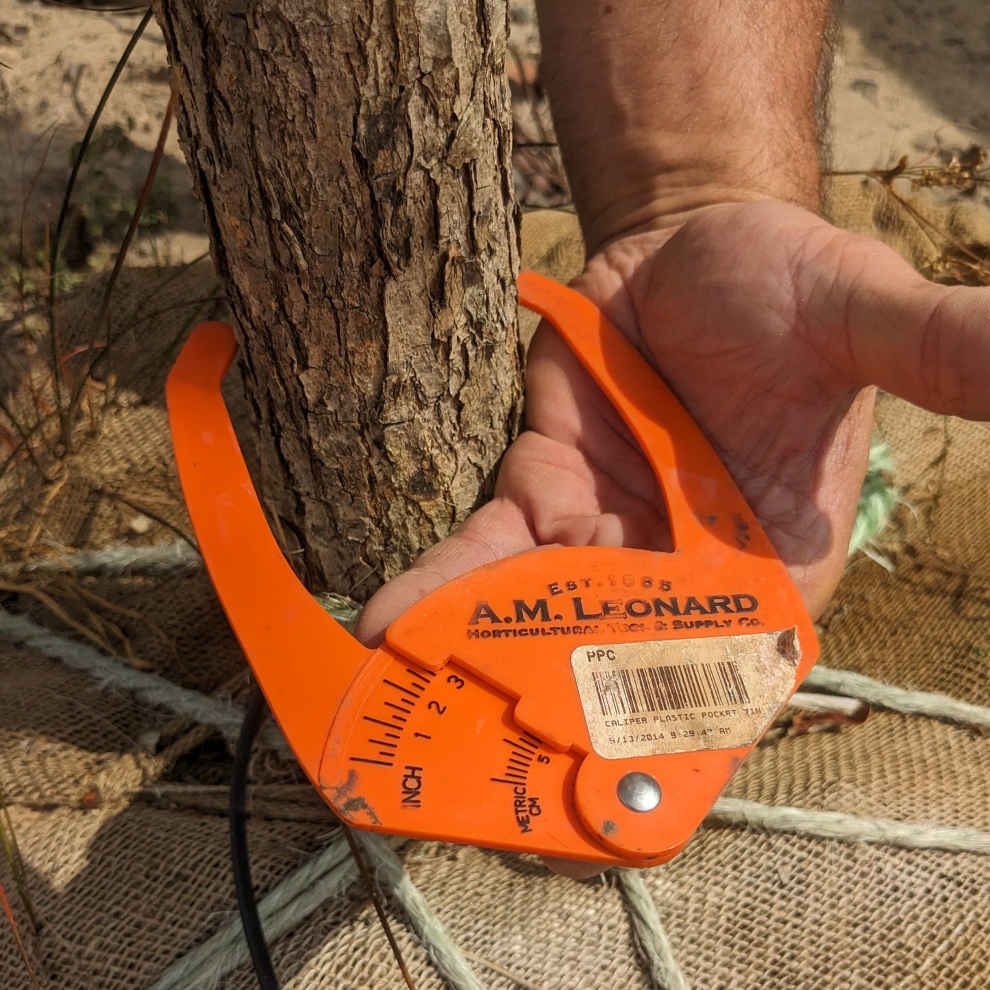 Swamp White Oak