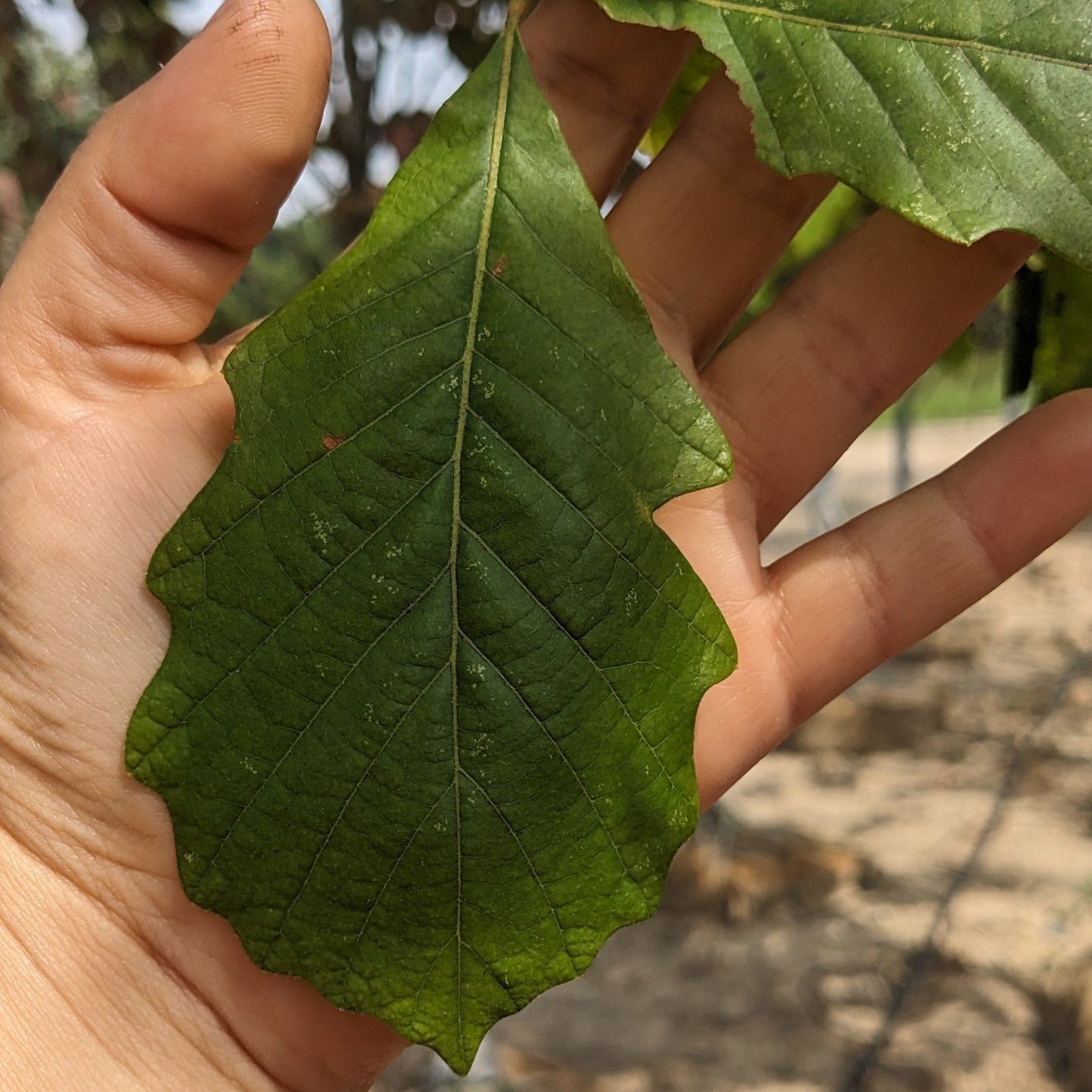 Swamp White Oak