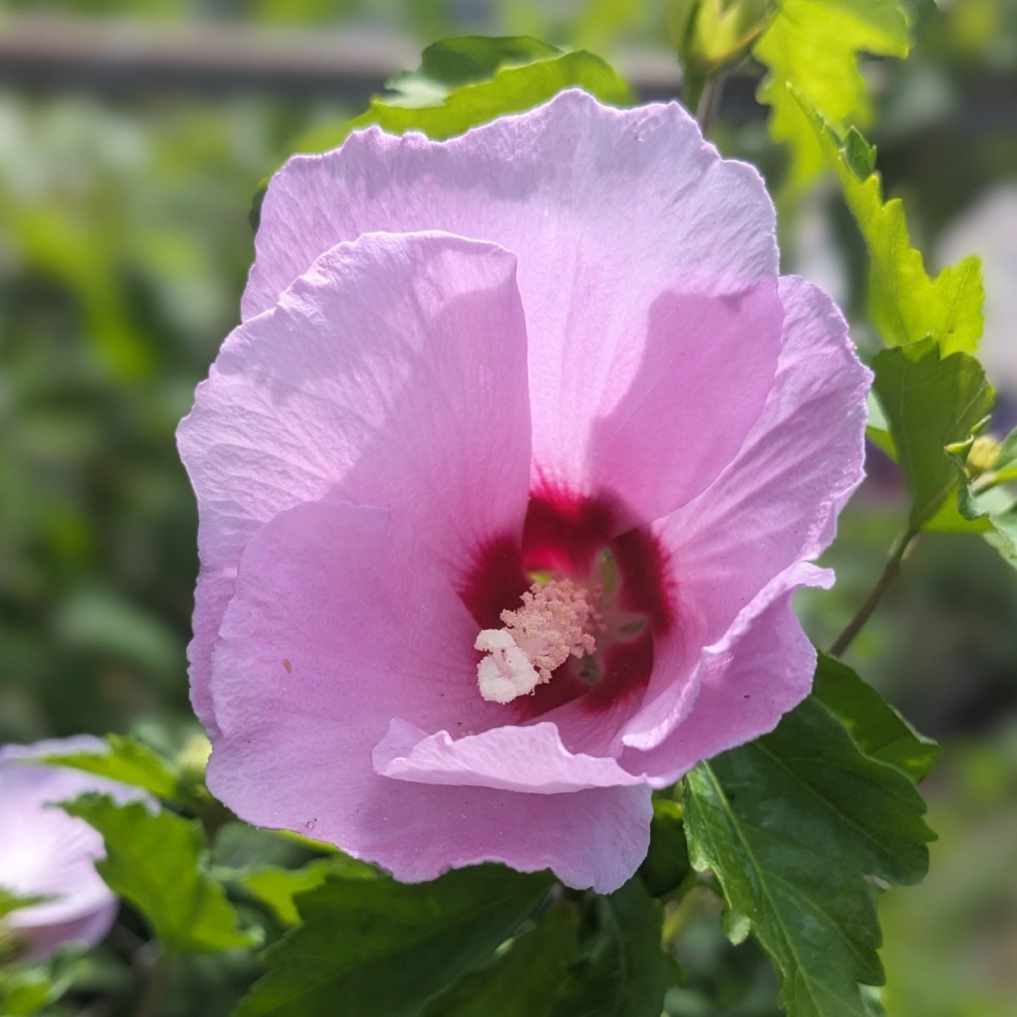 Assorted Rose of Sharon Tree