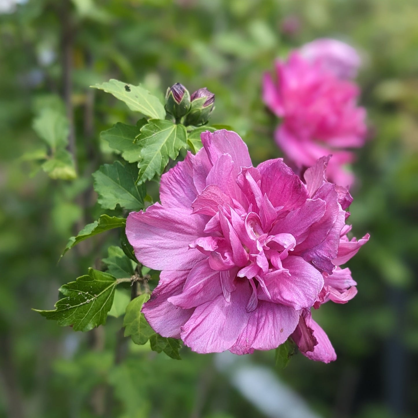 Assorted Rose of Sharon Tree