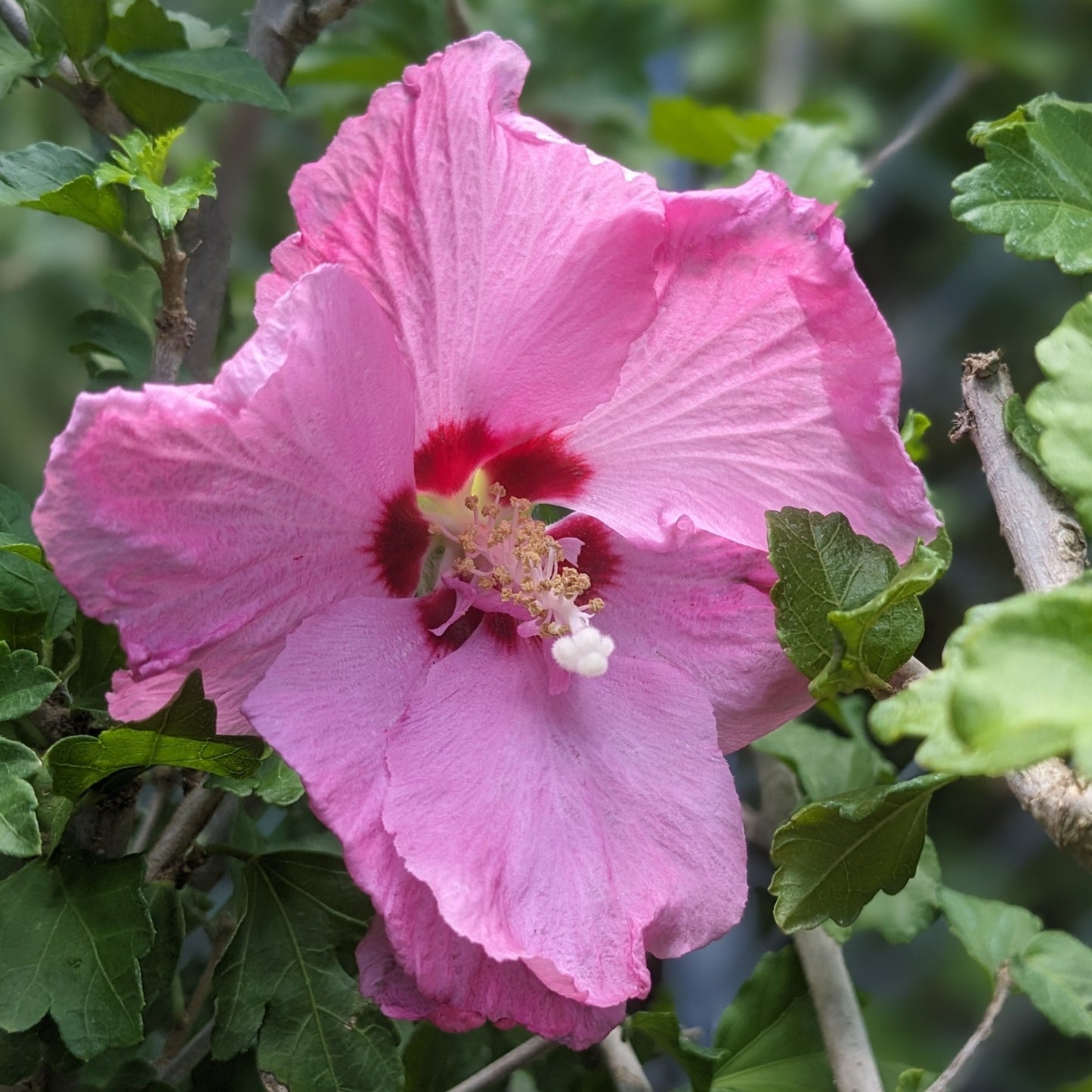 Assorted Rose of Sharon Tree