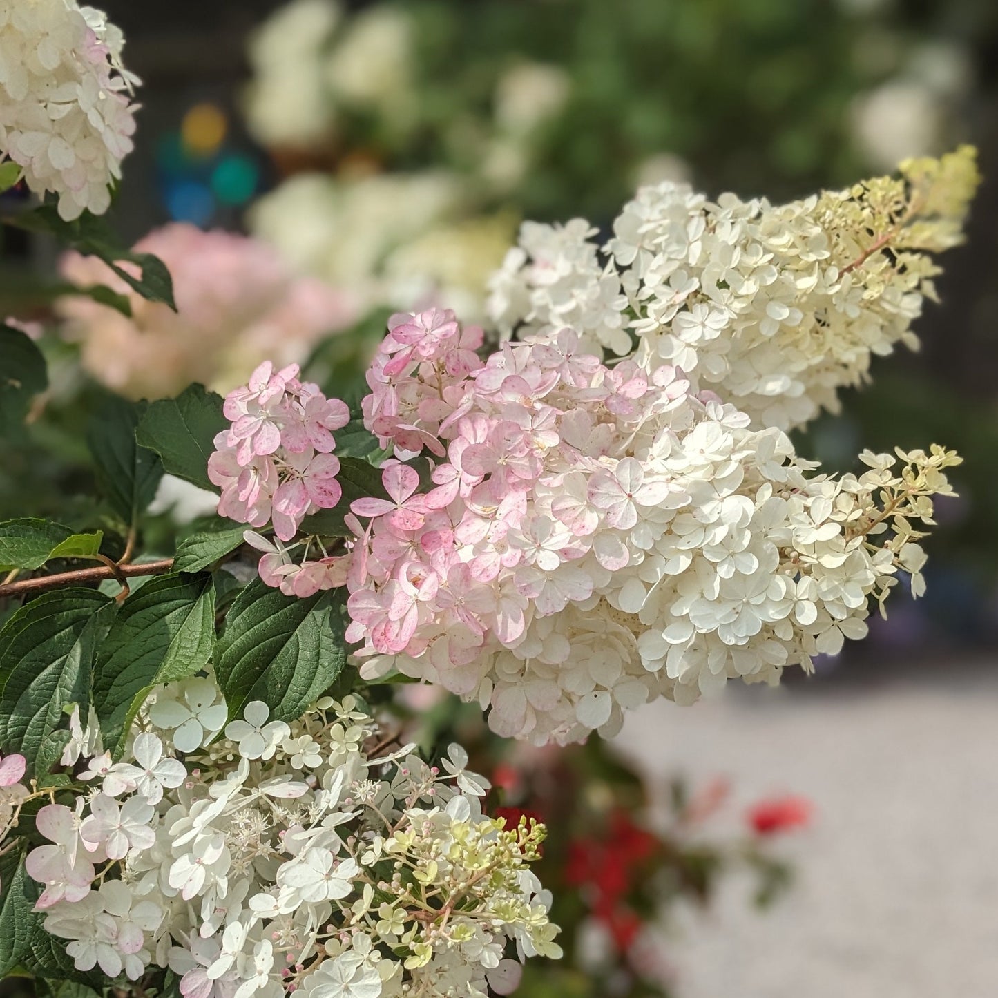 Vanilla Strawberry Hydrangea