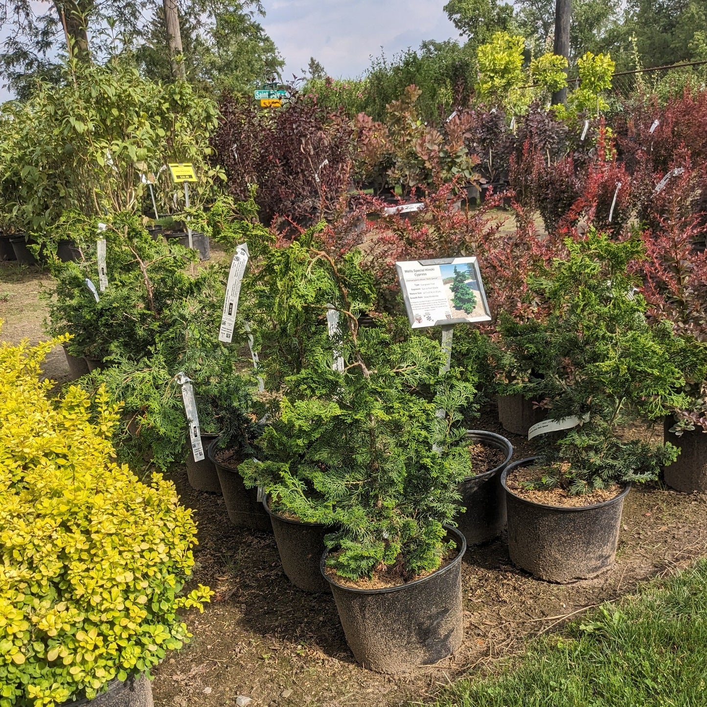 Wells Special Hinoki Cypress