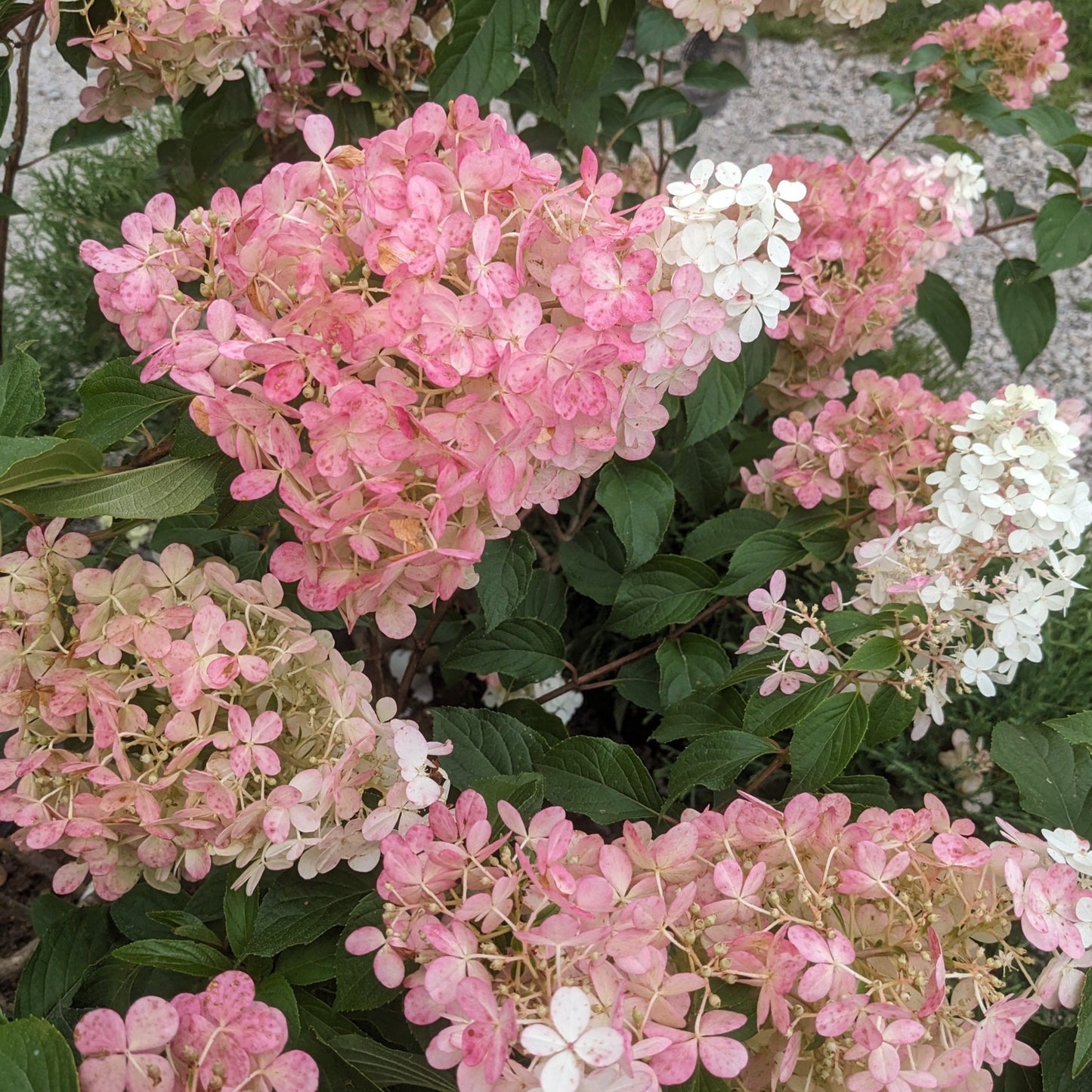 Vanilla Strawberry Hydrangea