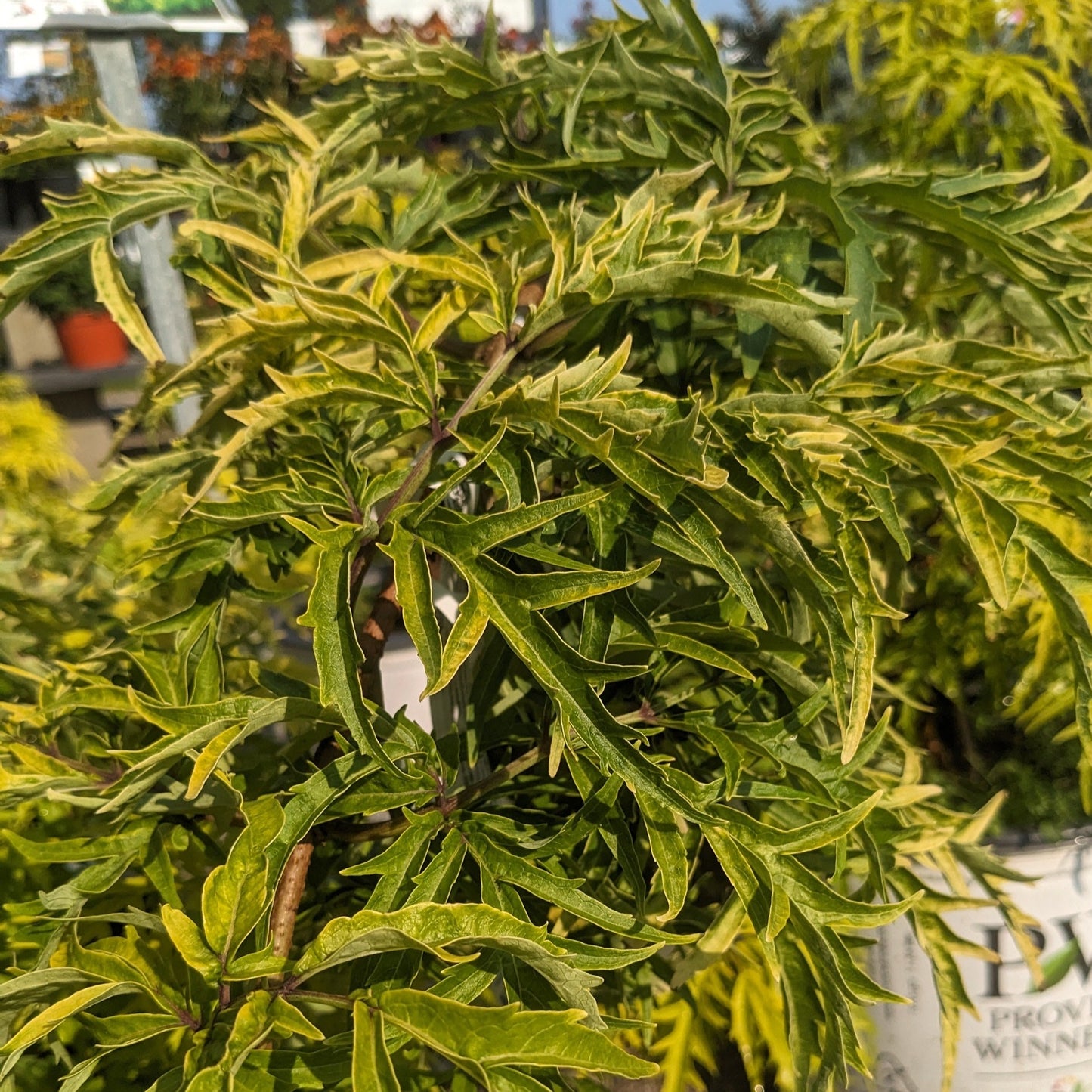 Lemony Lace Elderberry