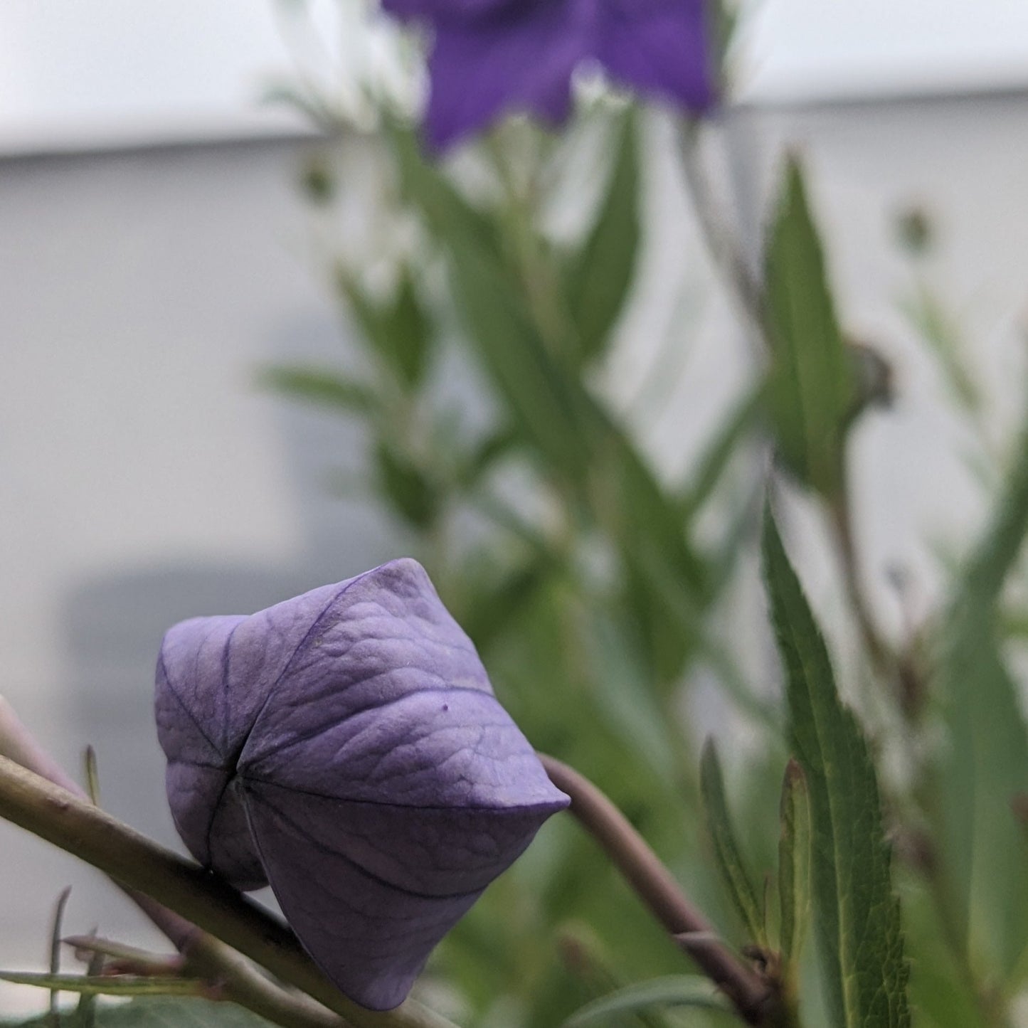 Double Blue Balloon Flower