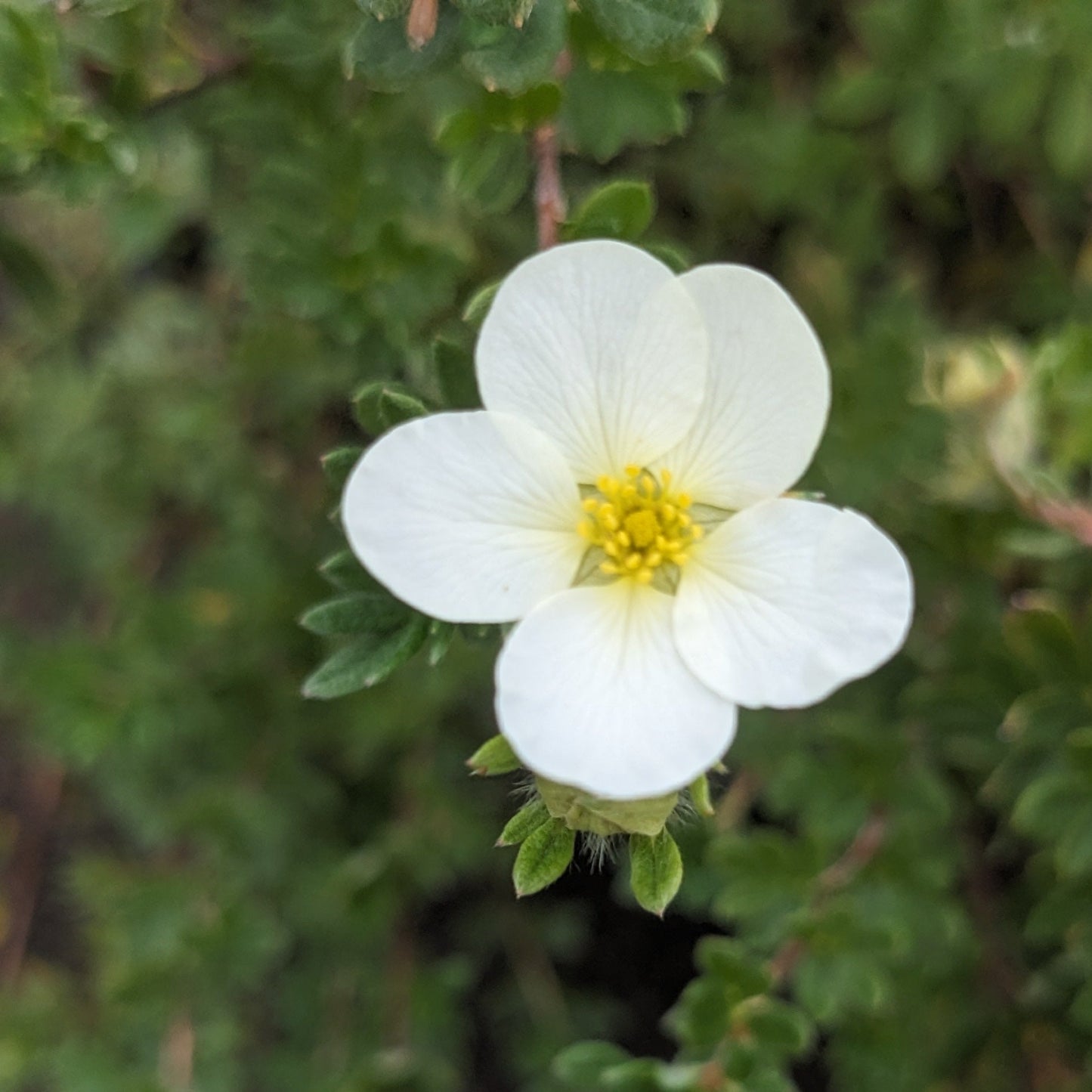 McKay's White Potentilla