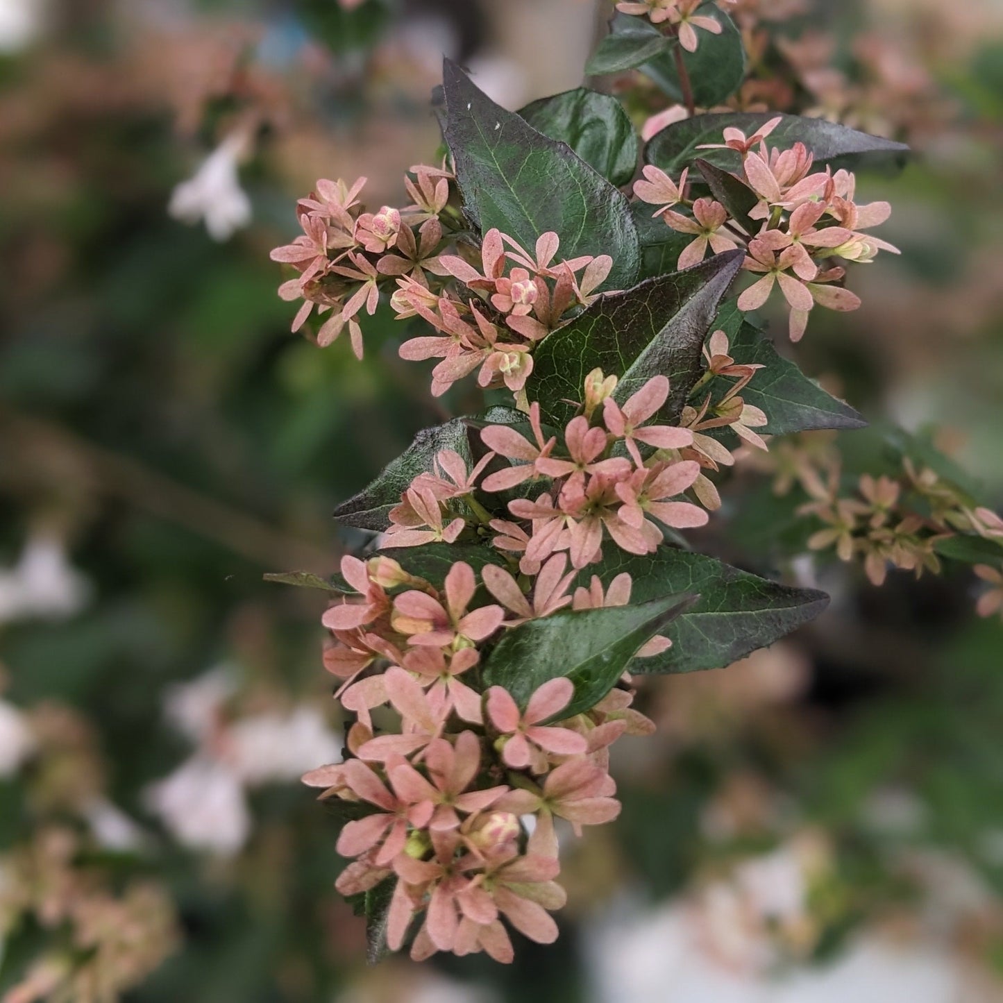 Ruby Anniversary Abelia
