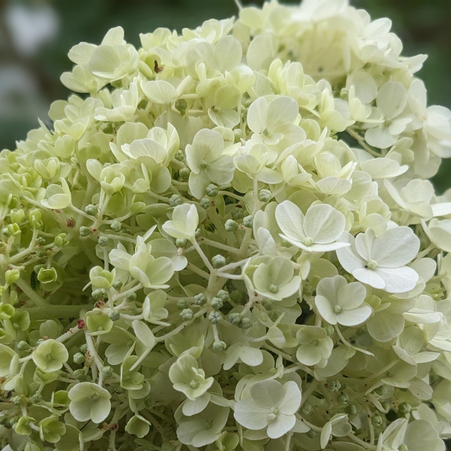Bobo PW Hydrangea