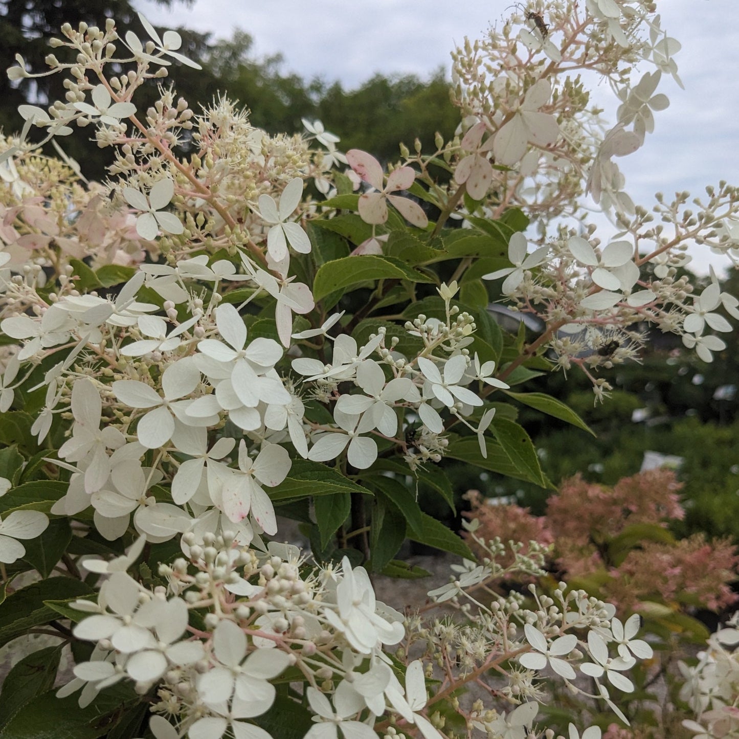 Phantom Hydrangea