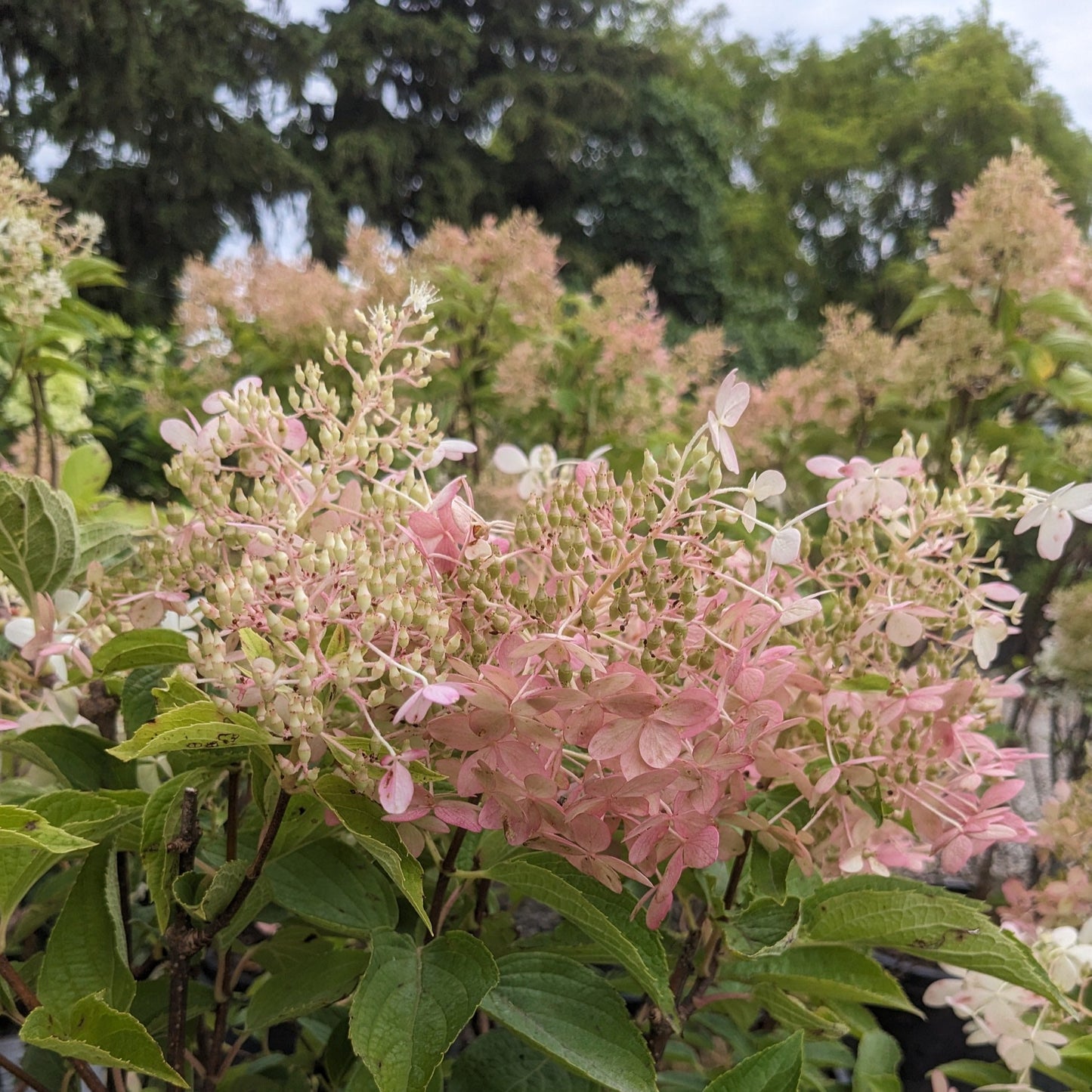 Phantom Hydrangea