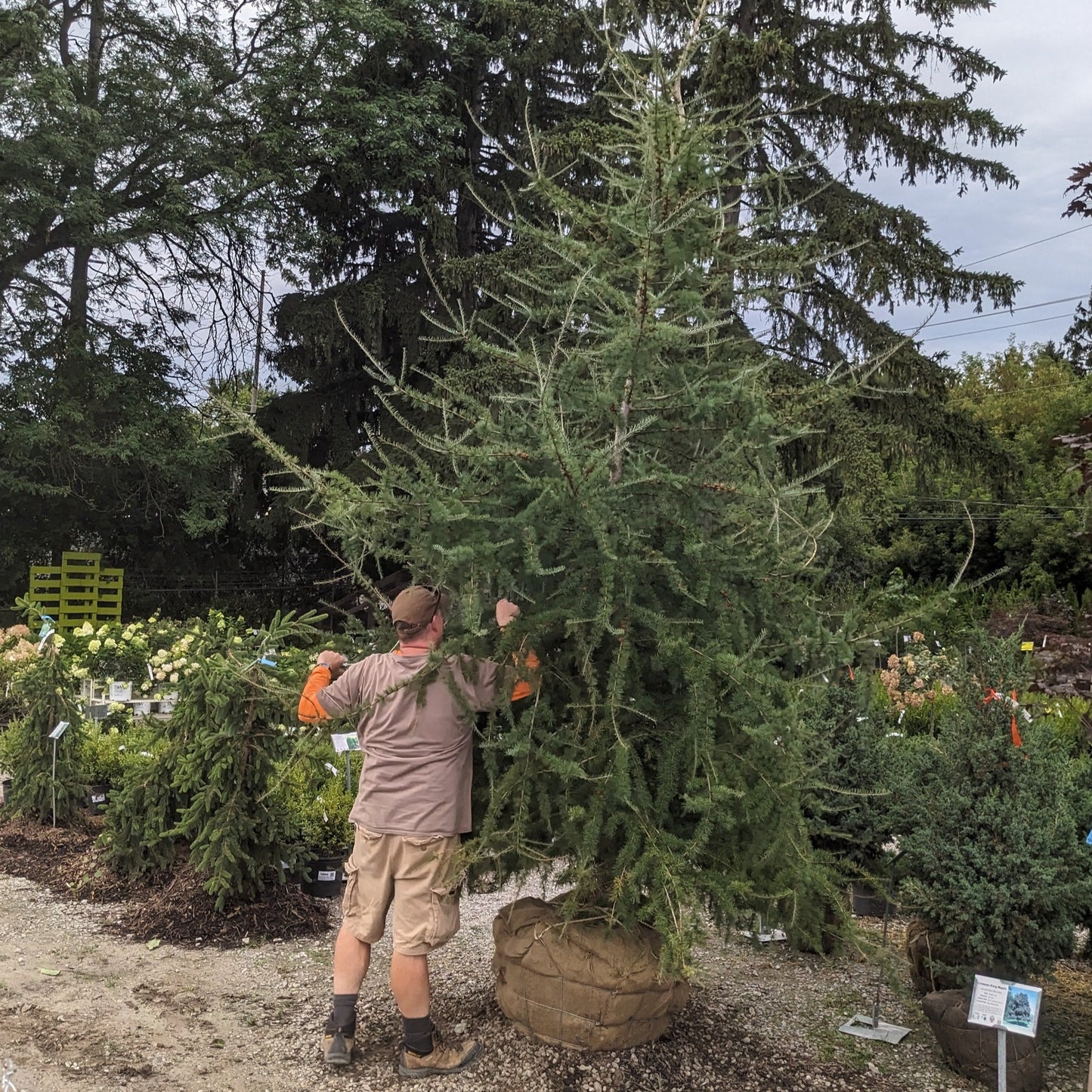 American Larch