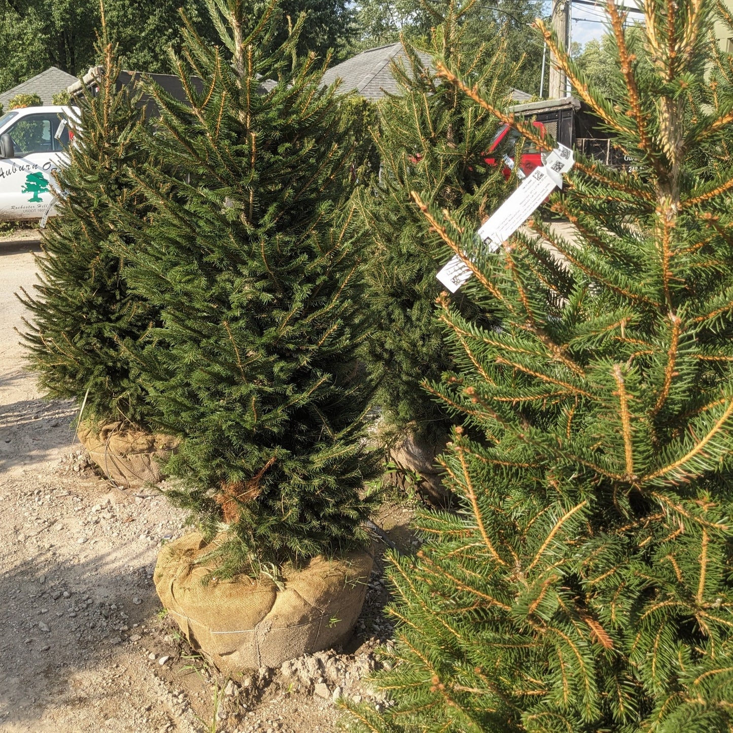 Norway Spruce
