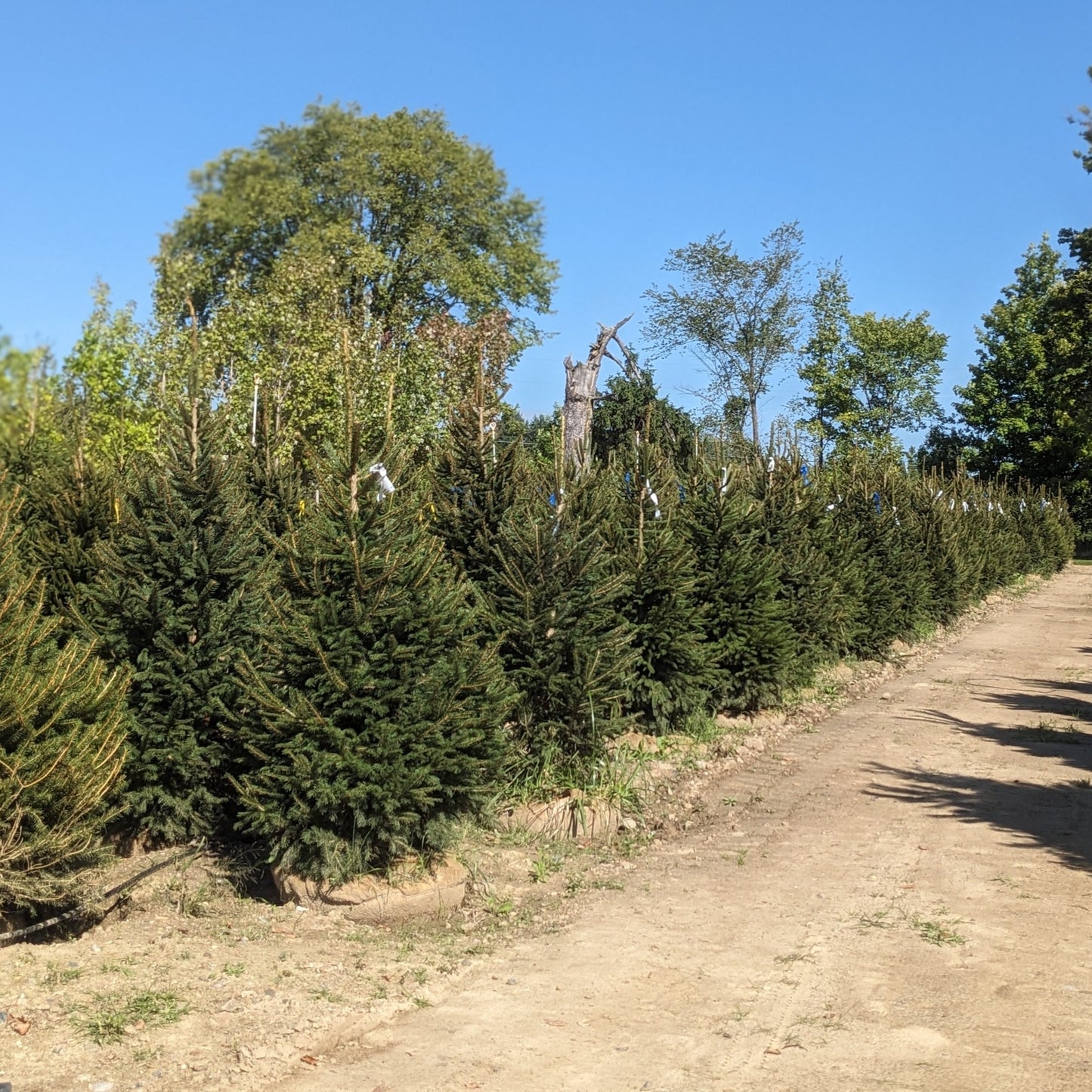 Norway Spruce