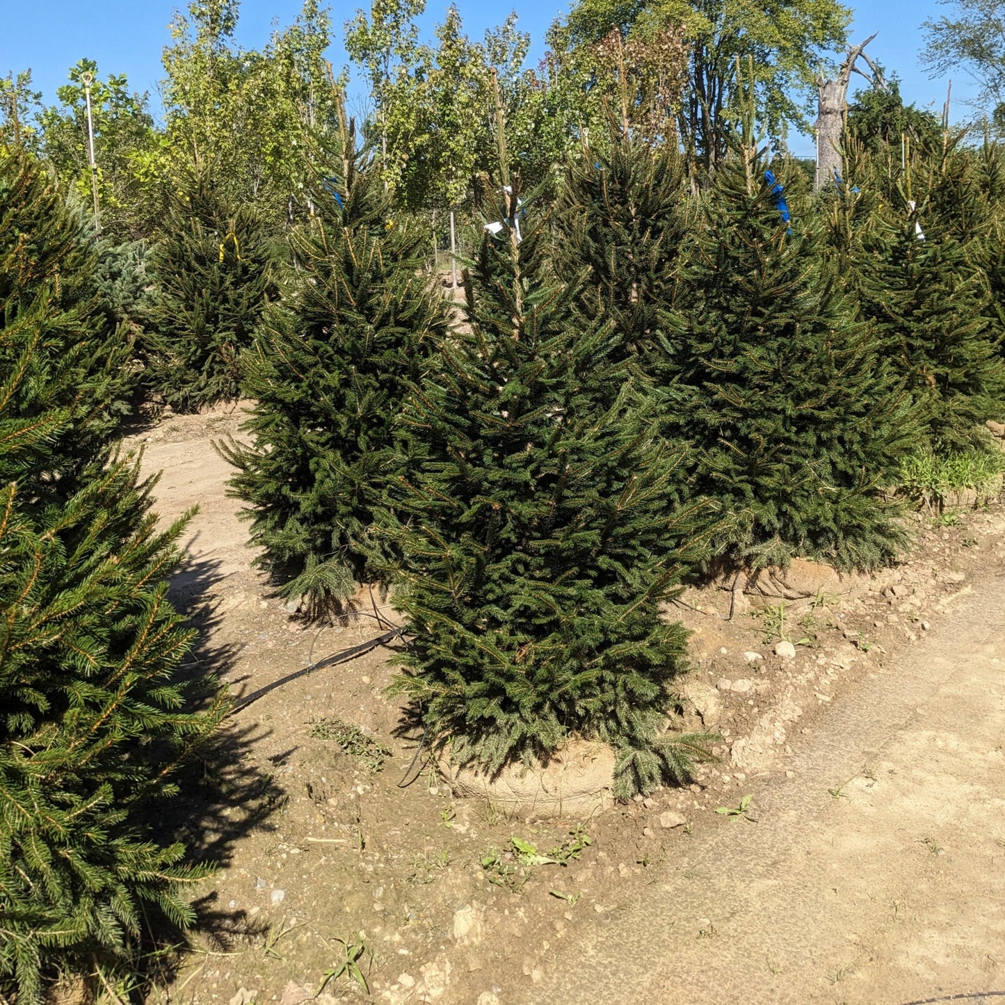 Norway Spruce