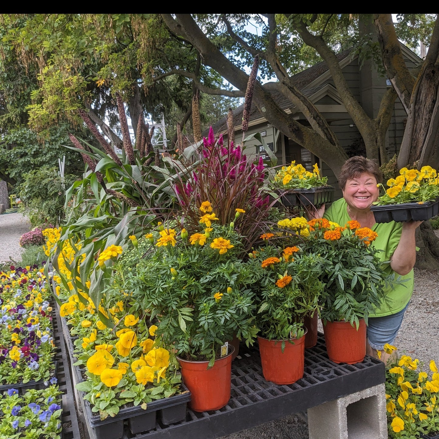 Fall Annuals