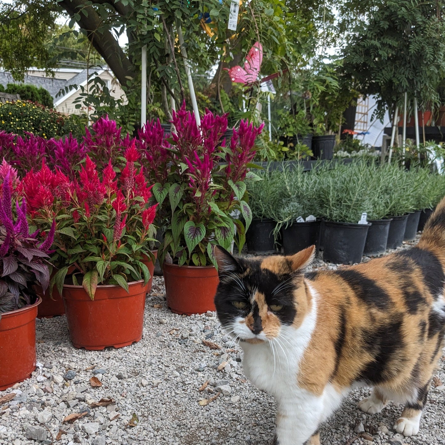 Fall Annuals