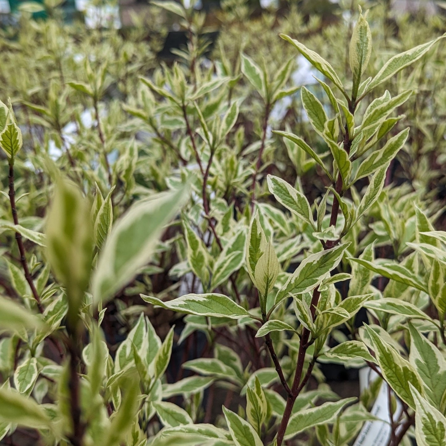 Ivory Halo Variegated Red-Stem Dogwood