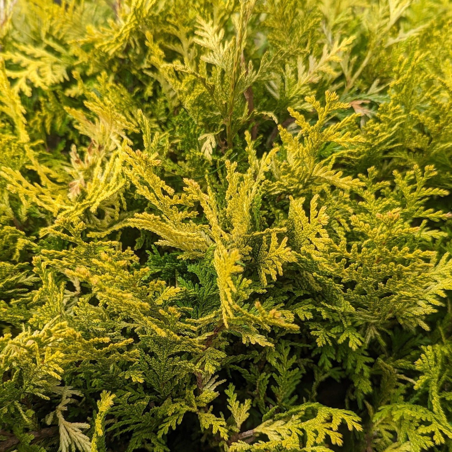 Vintage Gold Falsecypress