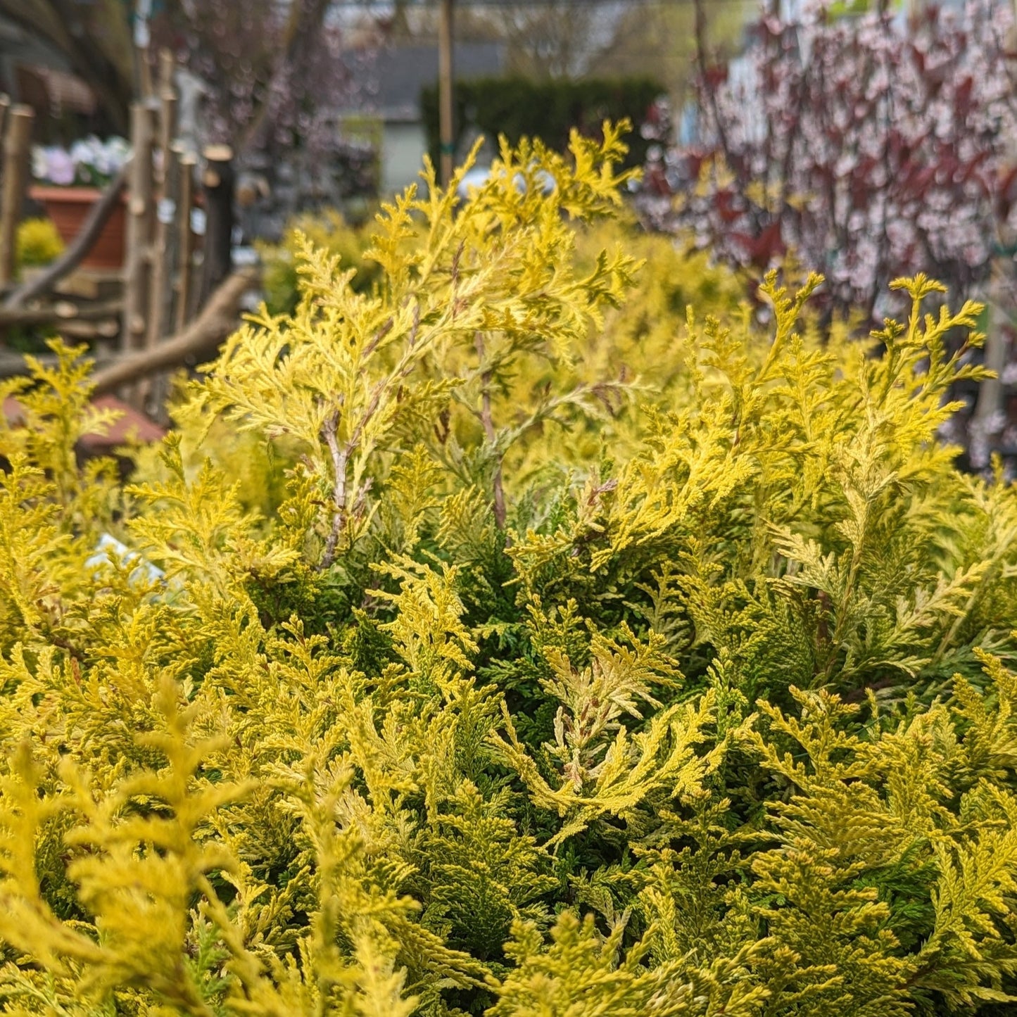 Vintage Gold Falsecypress
