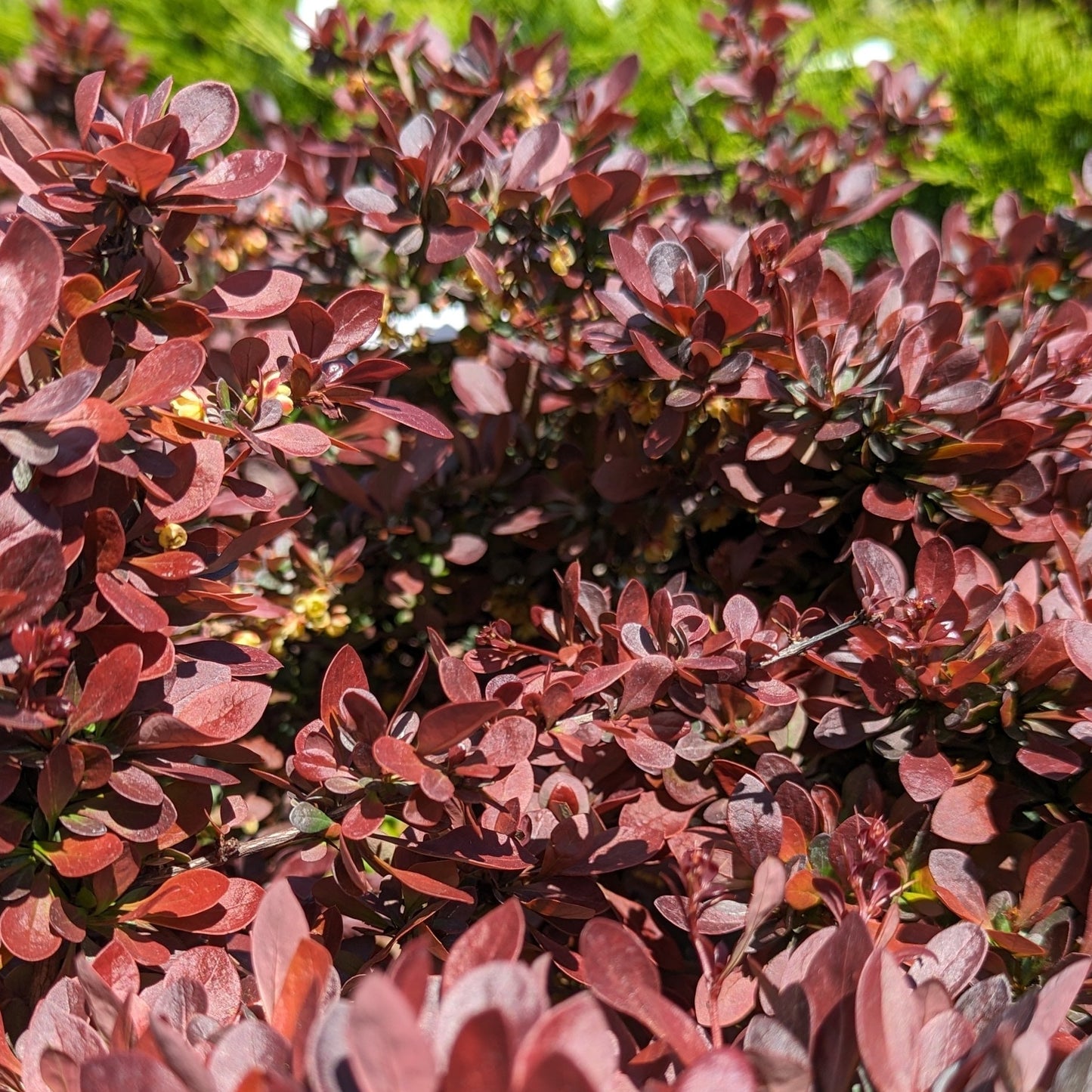 Crimson Pygmy Barberry