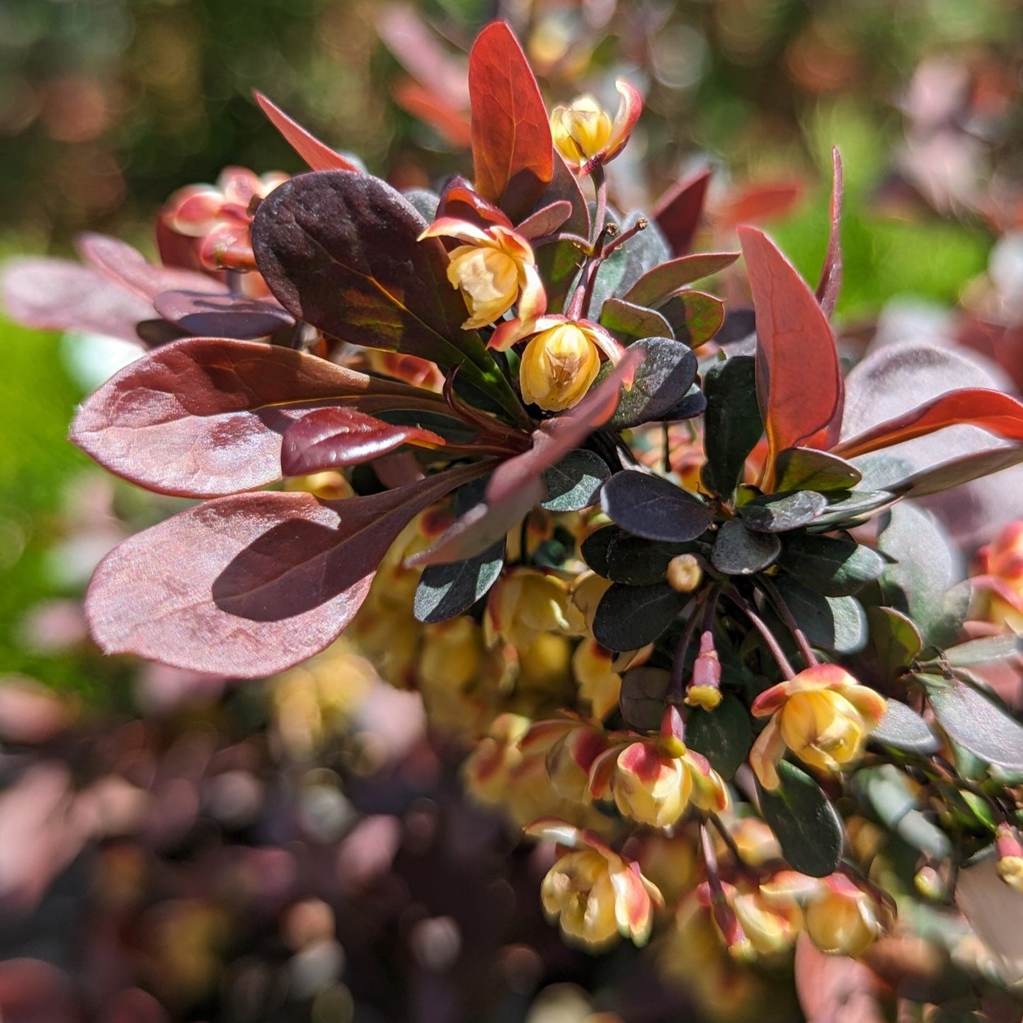 Crimson Pygmy Barberry