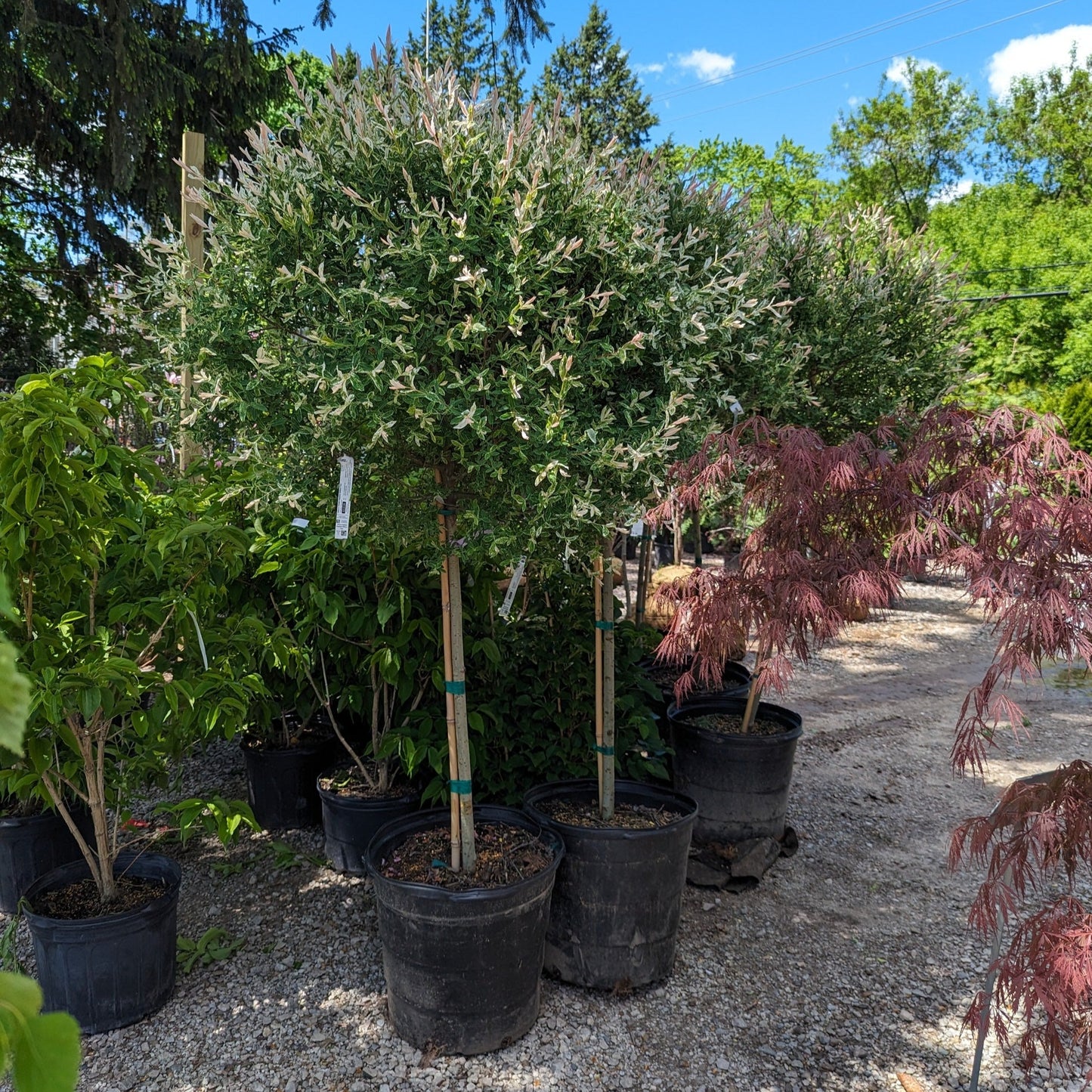 Hakuro Nishiki Dappled Willow Tree