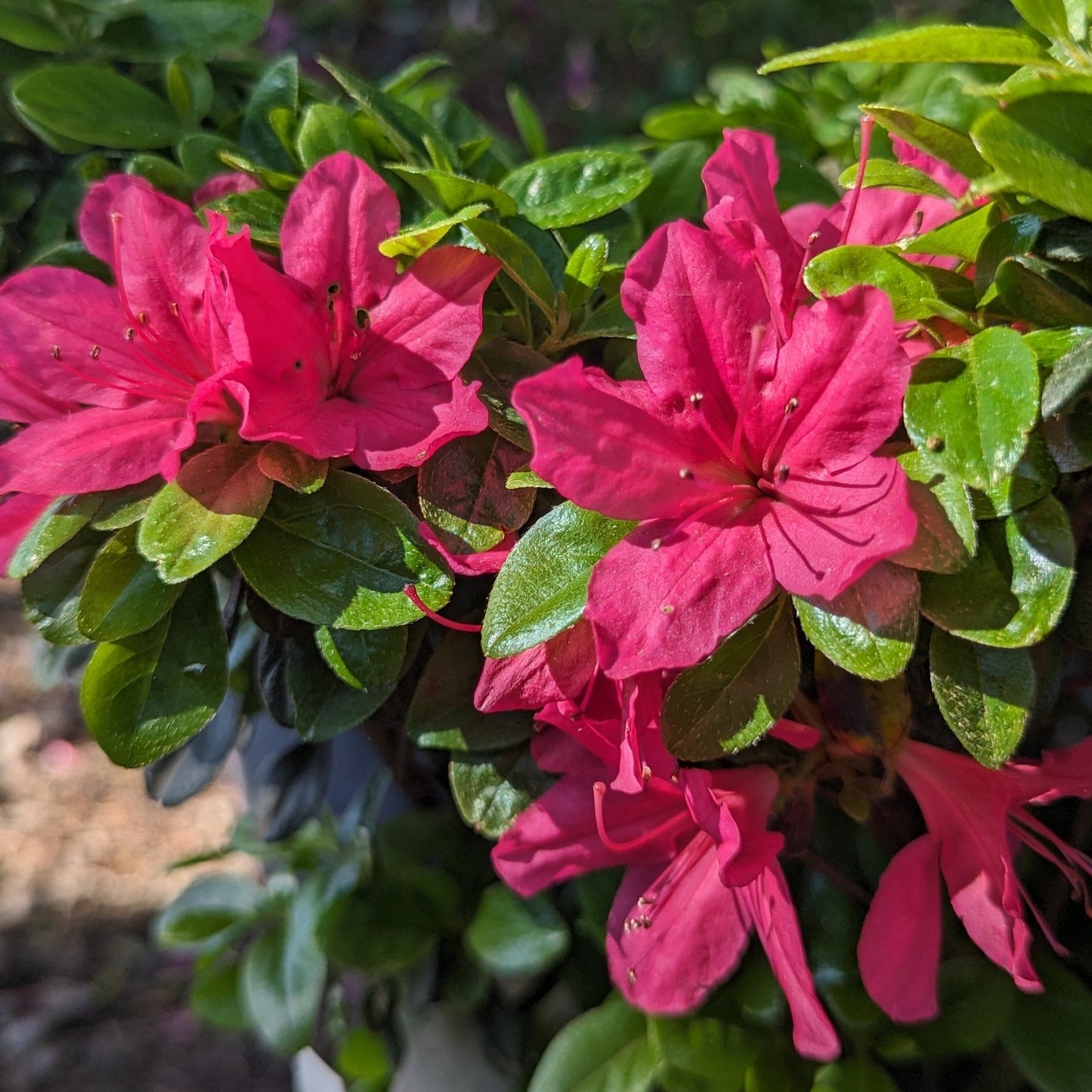 Hinode-Giri Azalea