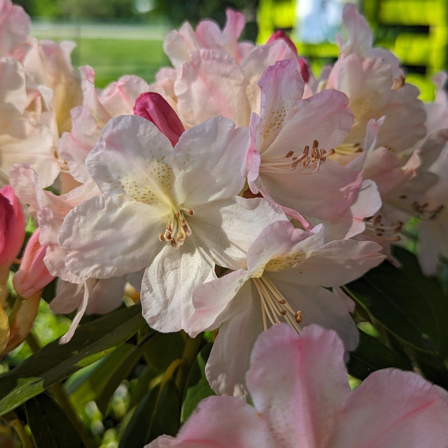 Percy Wiseman Rhododendron
