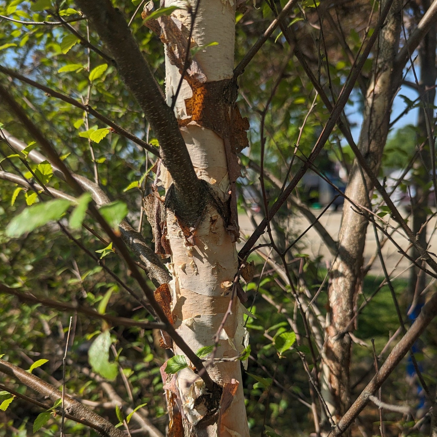 Dura Heat River Birch