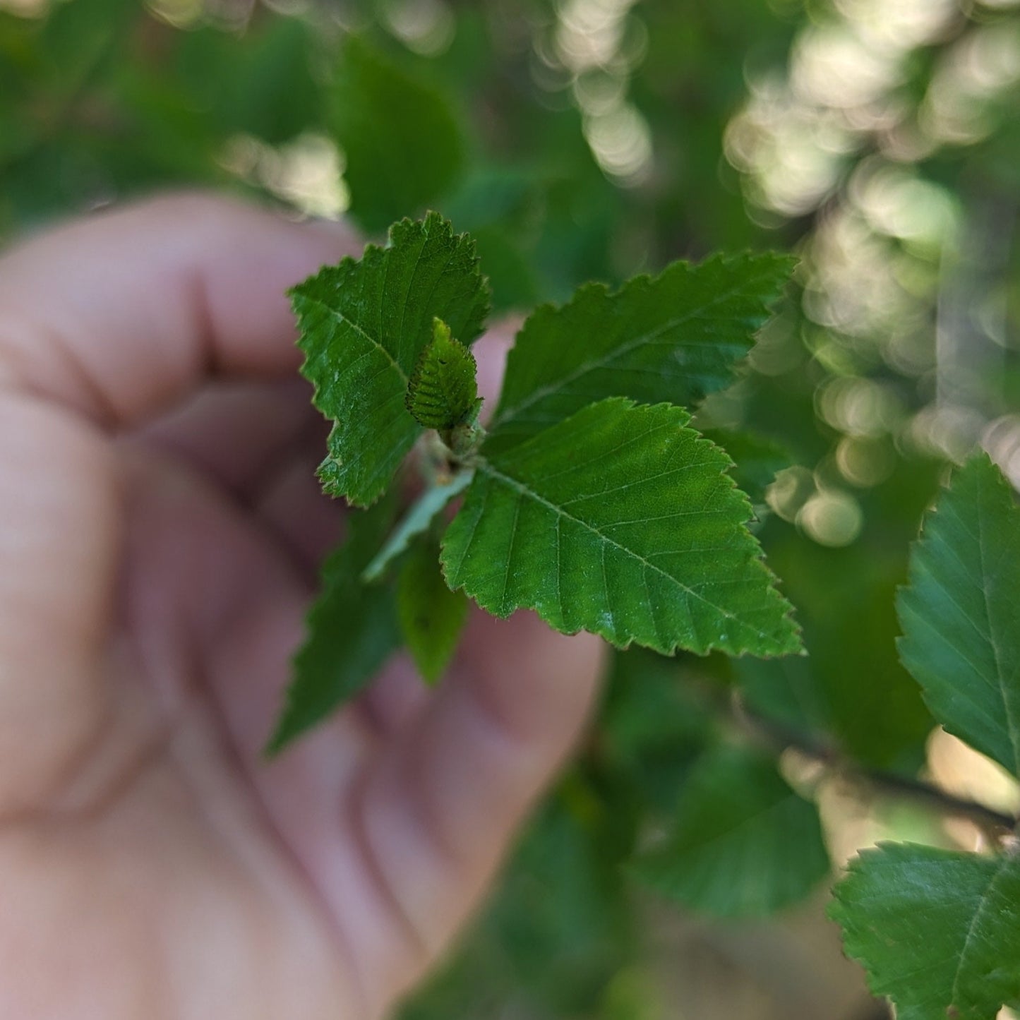 Dura Heat River Birch