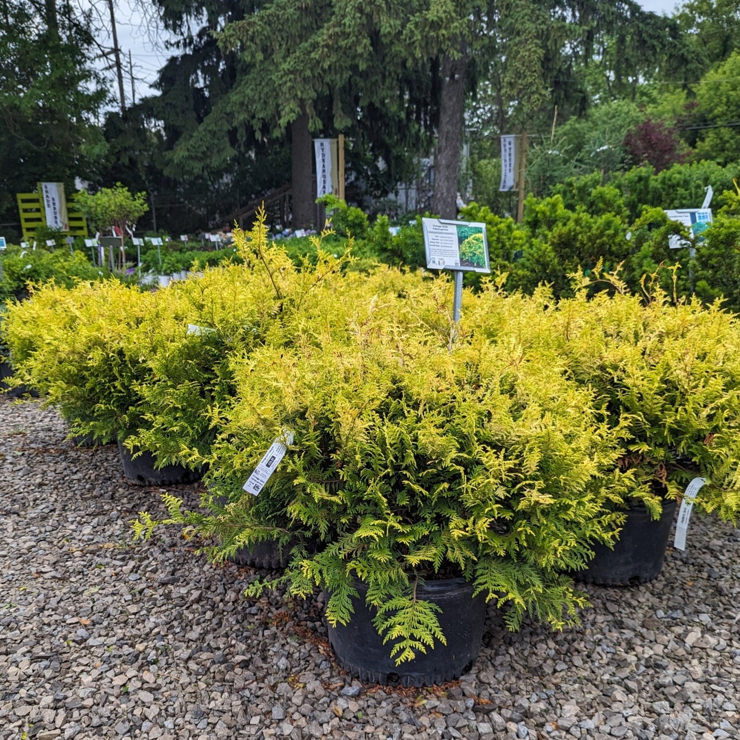Vintage Gold Falsecypress