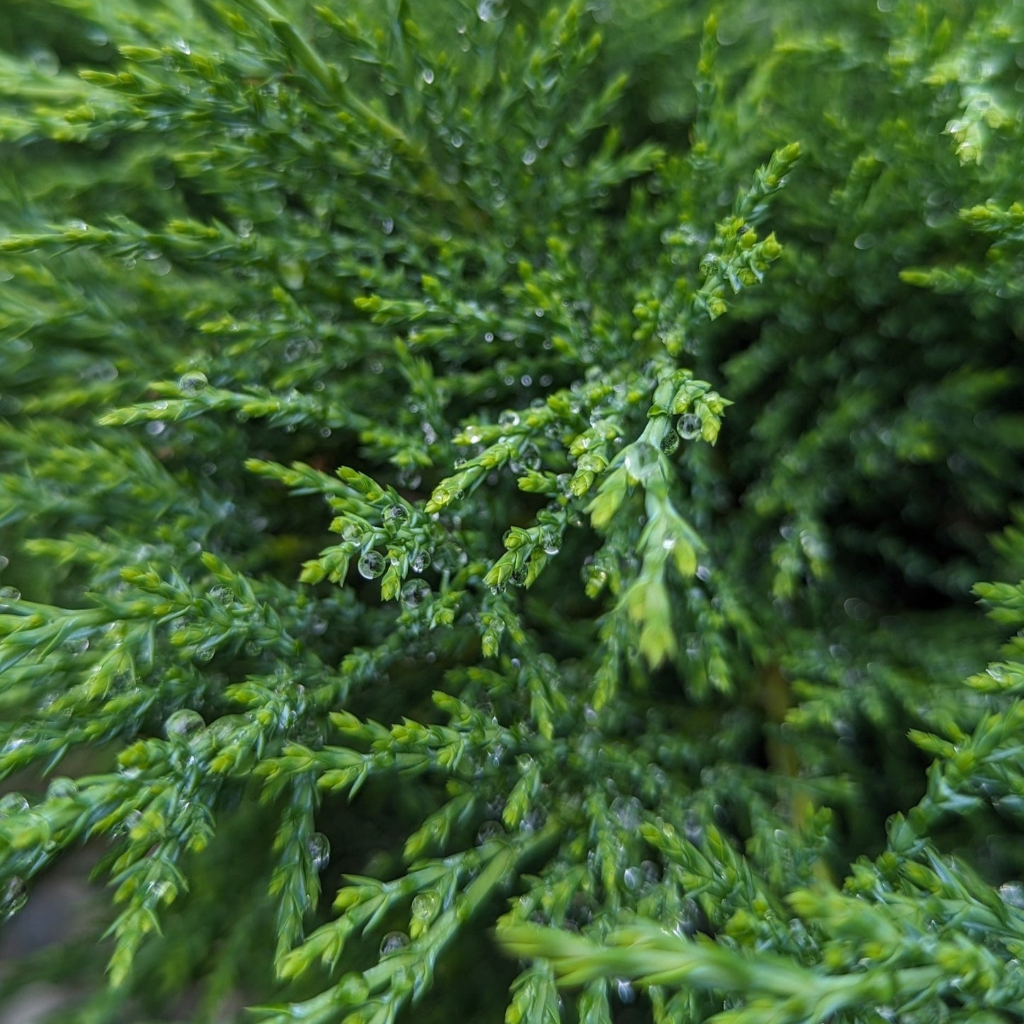 Calgary Carpet Juniper