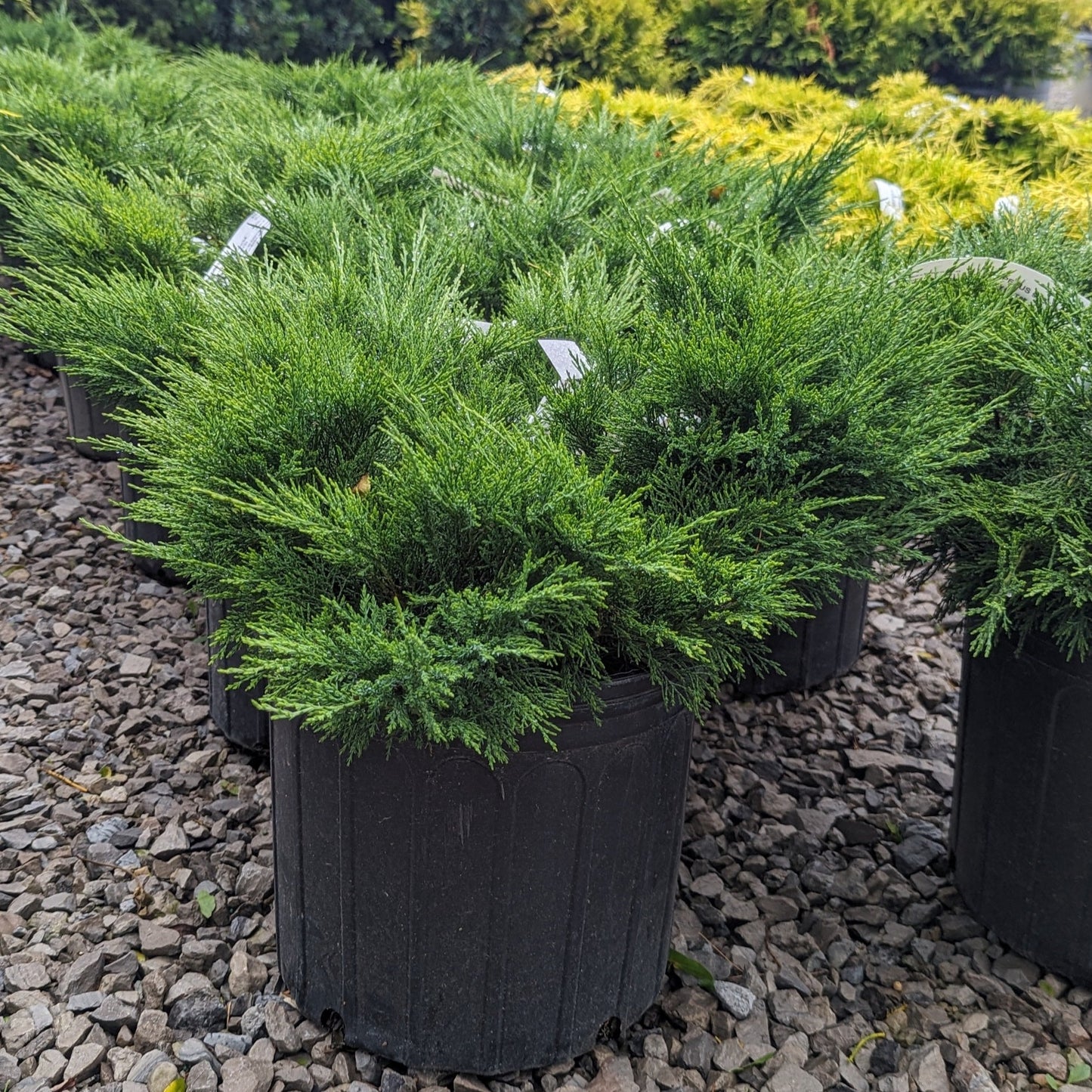 Calgary Carpet Juniper