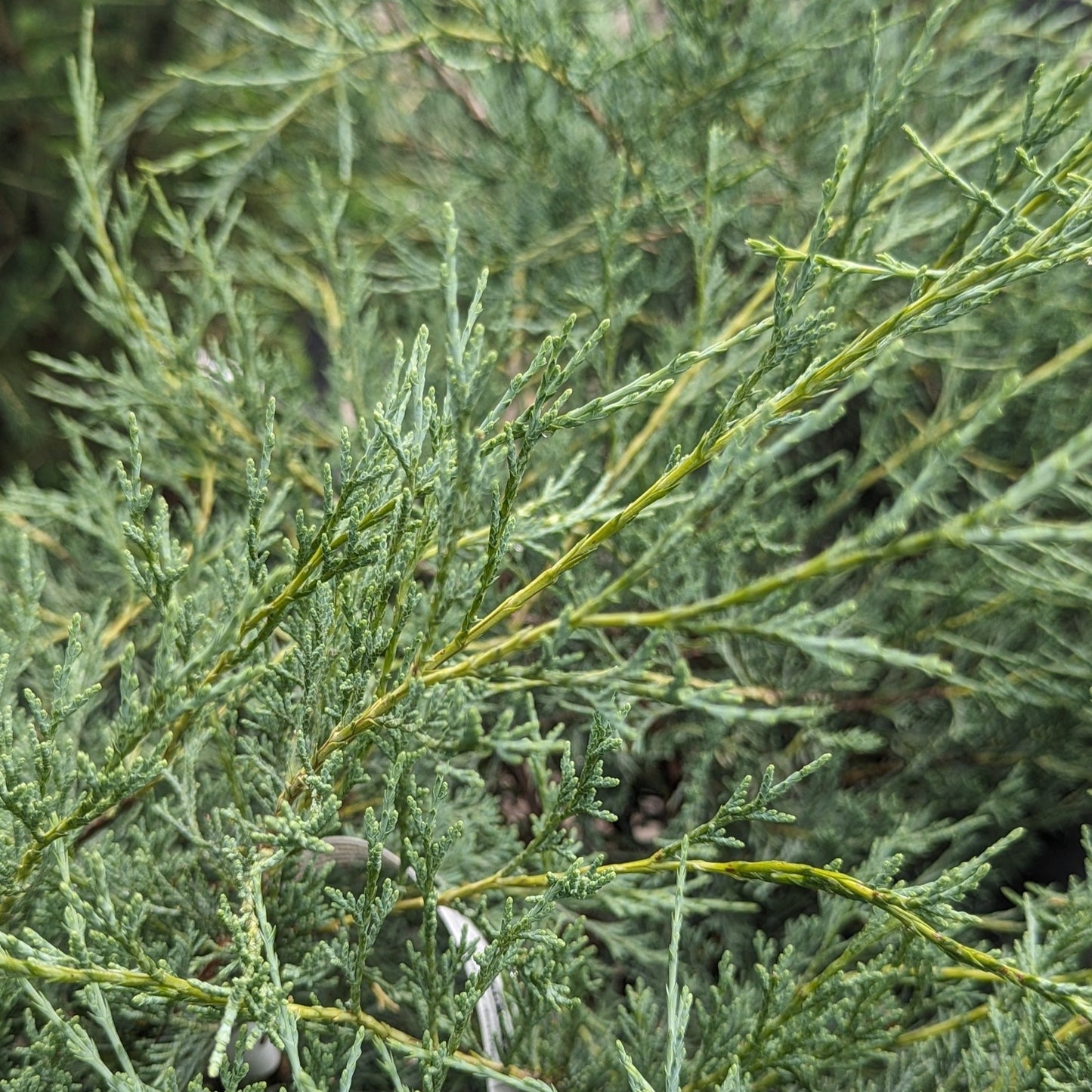 Tabletop Juniper