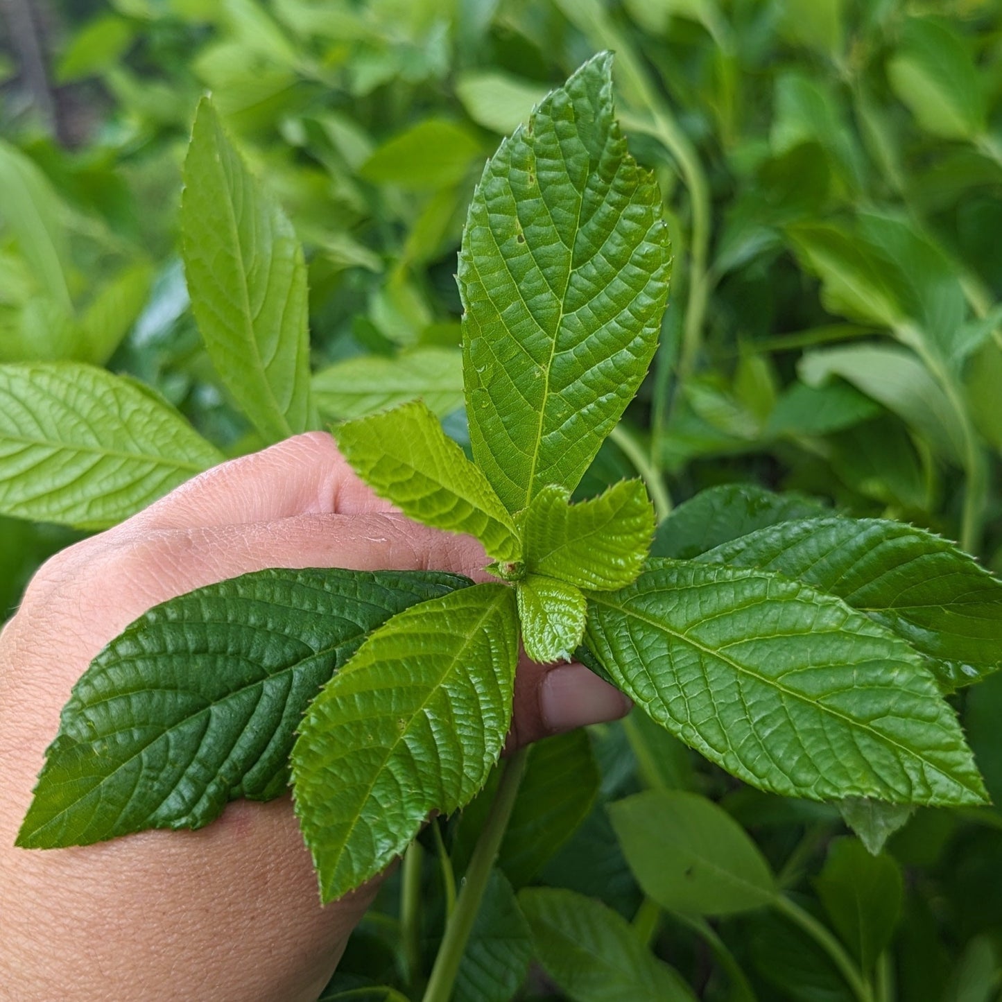 Ruby Spice Summersweet