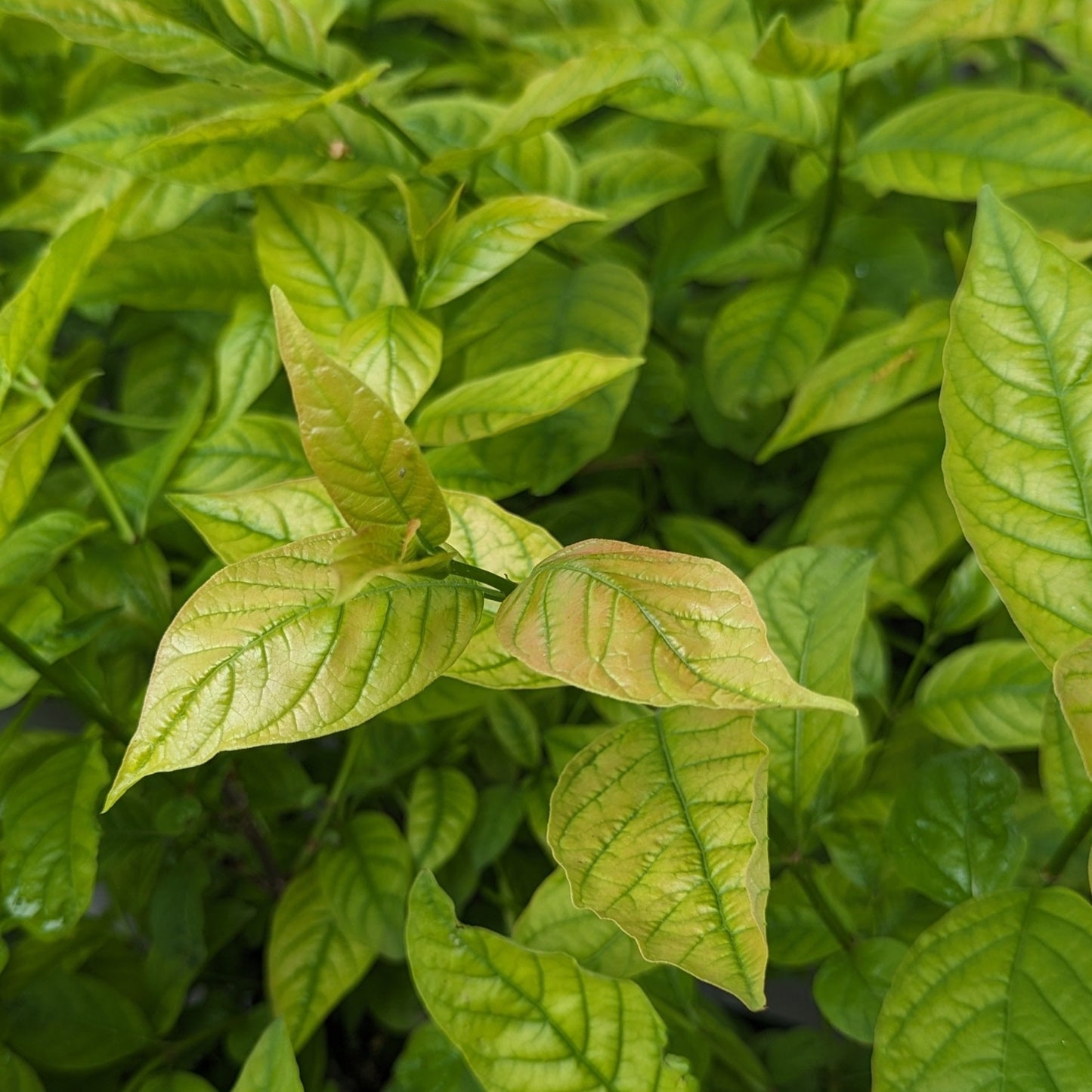 Sugar Shack Buttonbush