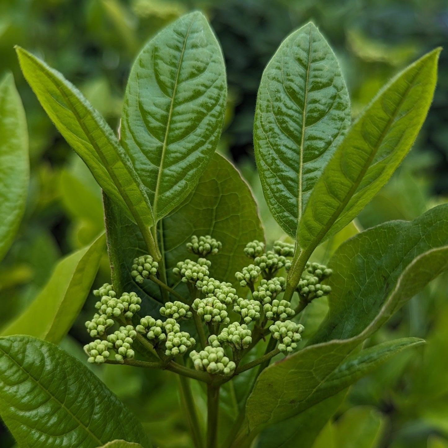 Winterthur Viburnum