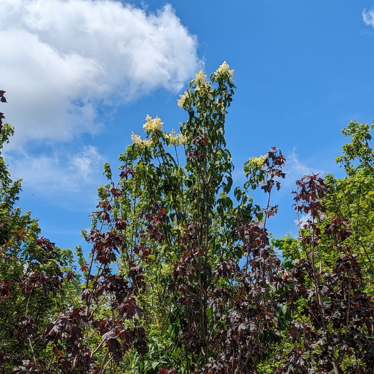 Ivory Silk Lilac Tree